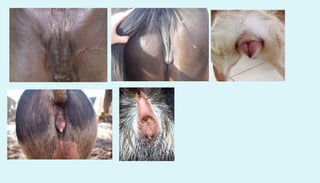 Anatomy of female reproductive organs in domestic animals