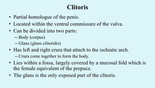Clitoris
• Partial homologue of the penis.
• Located within the ventral commissure of the vulva.
• Can be divided into two parts:
– Body (corpus)
– Glans (glans clitoridis)
• Has left and right crura that attach to the ischiatic arch.
– Crura come together to form the body.
• Lies within a fossa, largely covered by a mucosal fold which is
the female equivalent of the prepuce.
• The glans is the only exposed part of the clitoris.
 