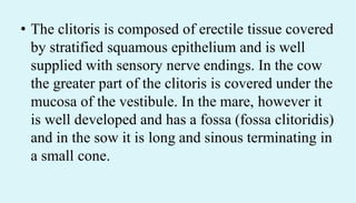 • The clitoris is composed of erectile tissue covered
by stratified squamous epithelium and is well
supplied with sensory nerve endings. In the cow
the greater part of the clitoris is covered under the
mucosa of the vestibule. In the mare, however it
is well developed and has a fossa (fossa clitoridis)
and in the sow it is long and sinous terminating in
a small cone.
 