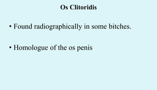 Os Clitoridis
• Found radiographically in some bitches.
• Homologue of the os penis
 