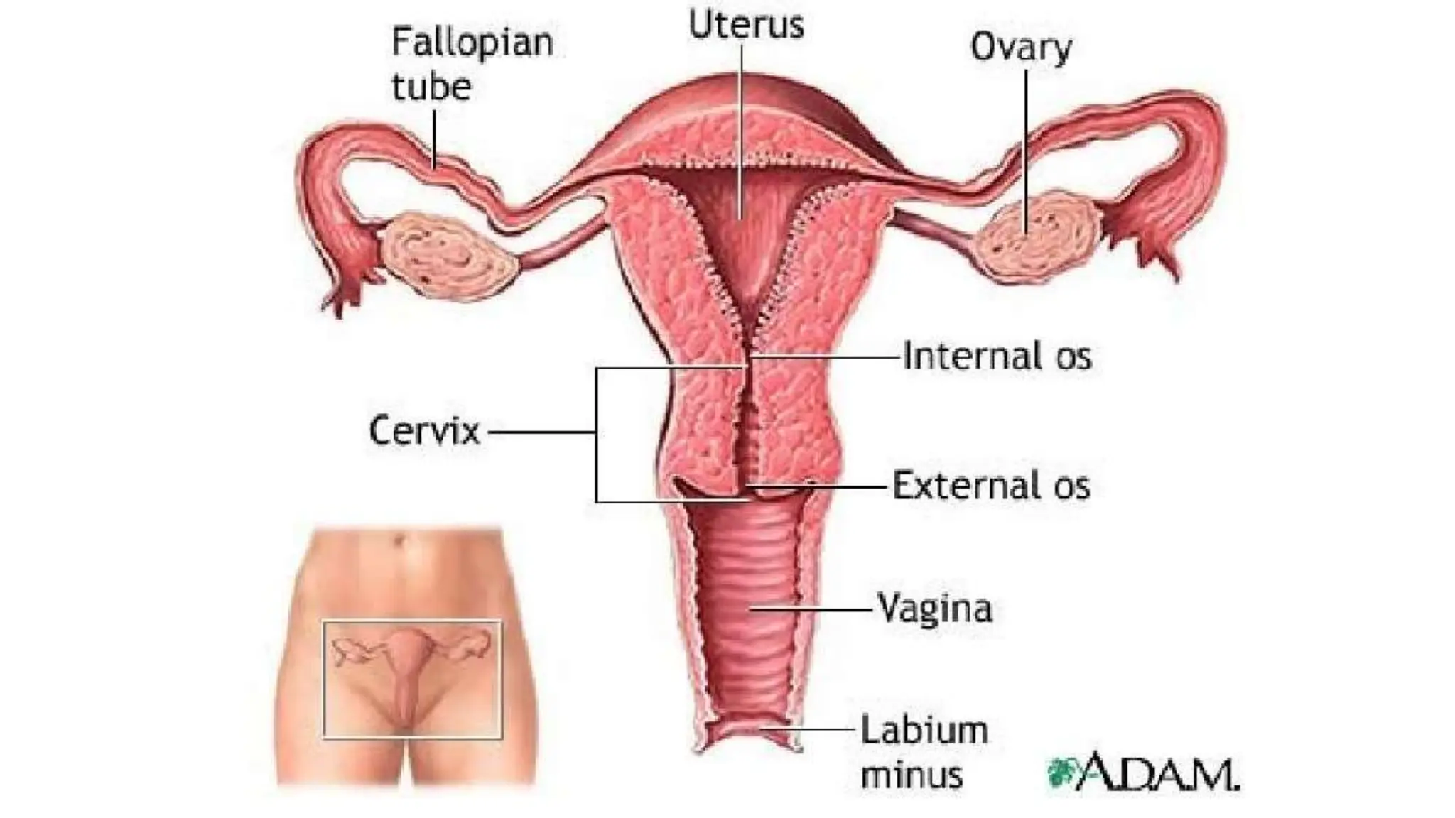 Anatomy of Female Reproductive System.pptx, image size:2048x1152