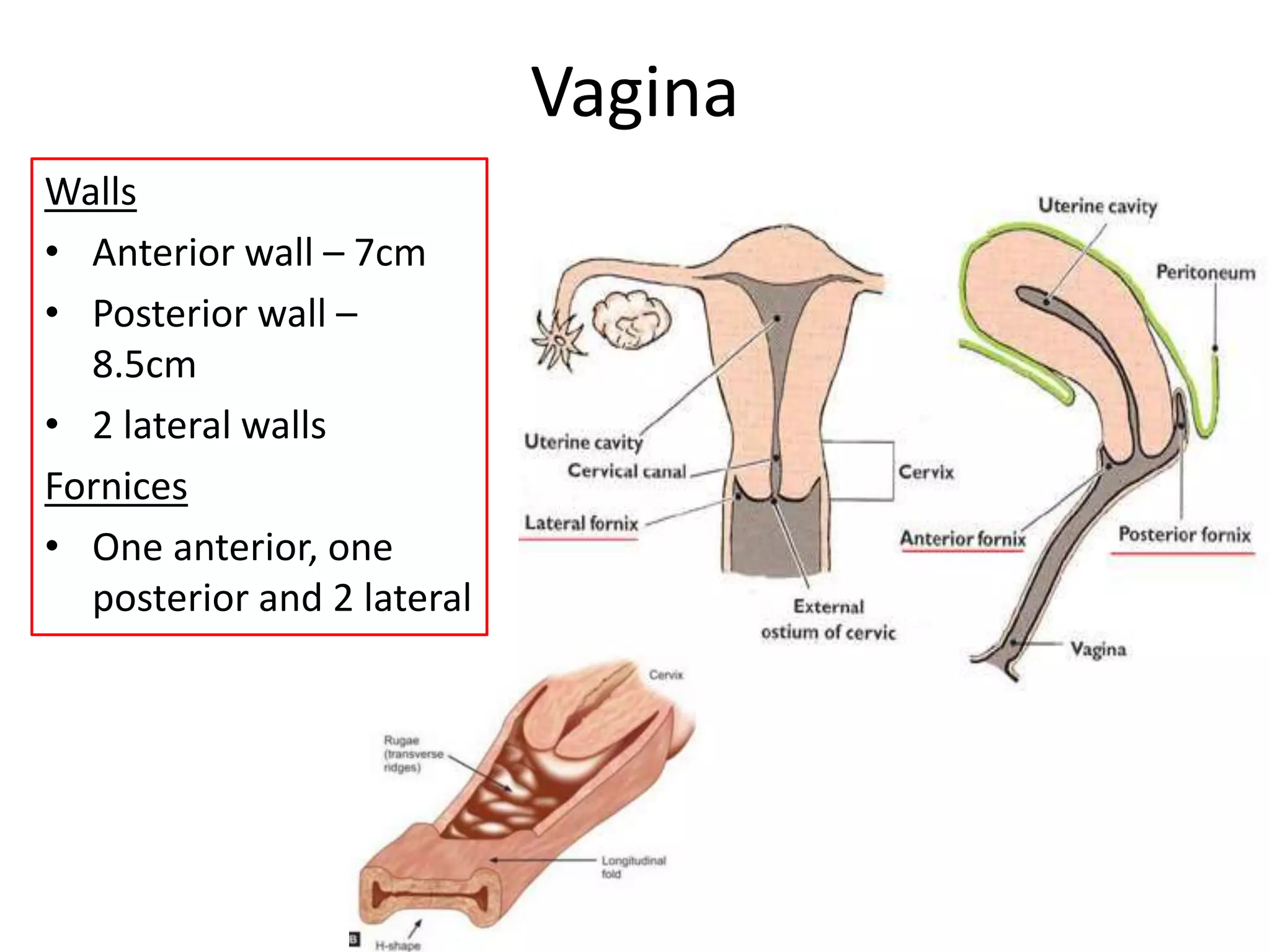 Anatomy of female reproductive organs | PPTX