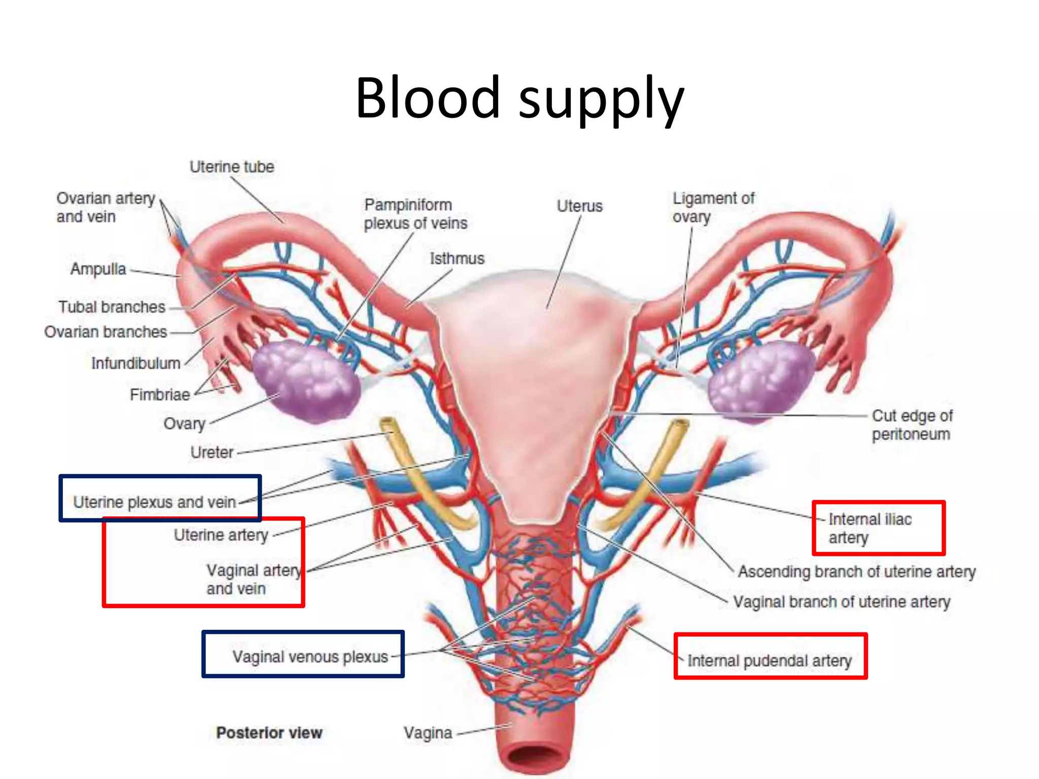 Anatomy Of Female Reproductive Organs PPTX anatomy-of-female-reproductive-organs-pptx