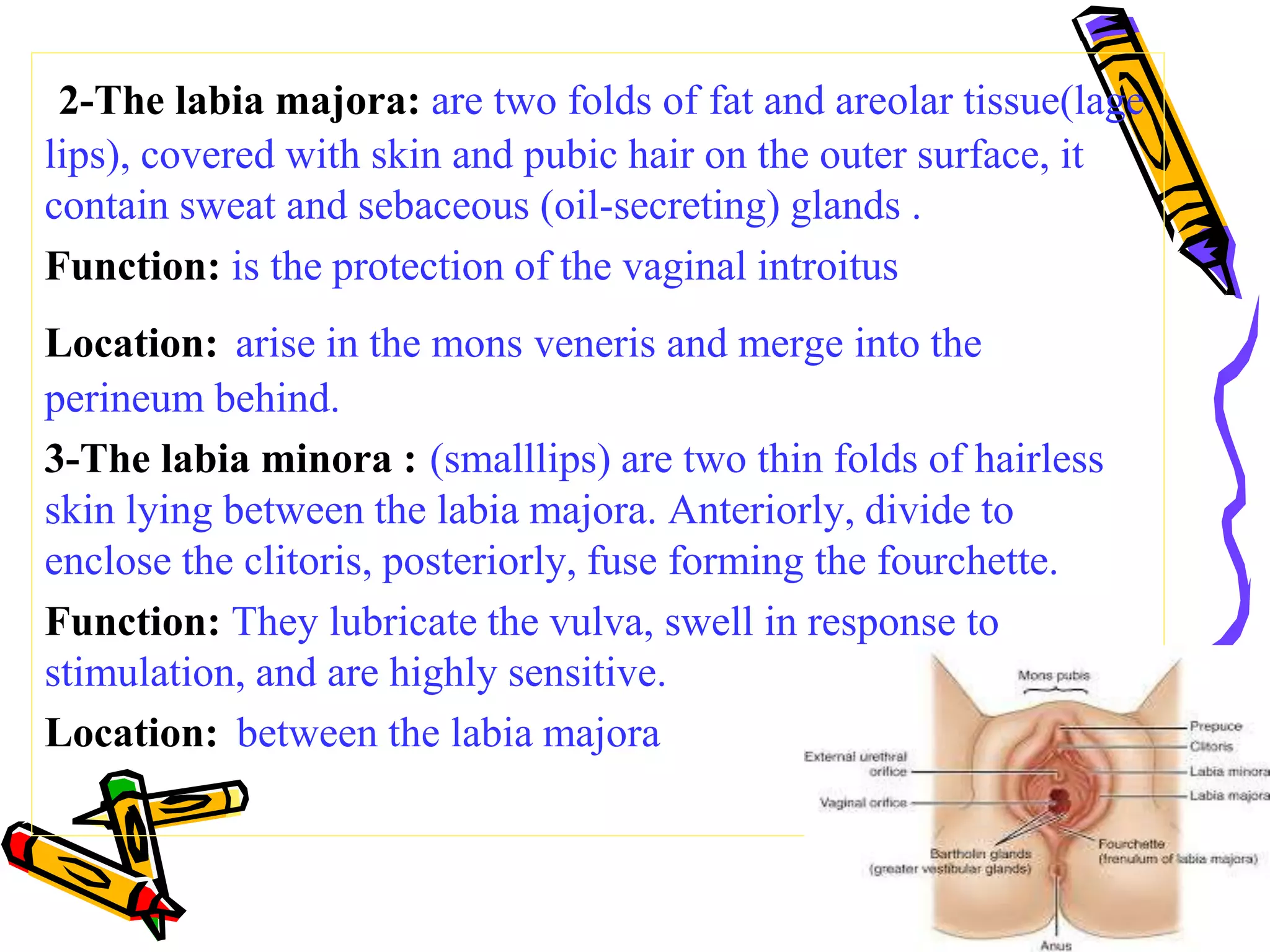 Anatomy of female reproductive organs | PPTX