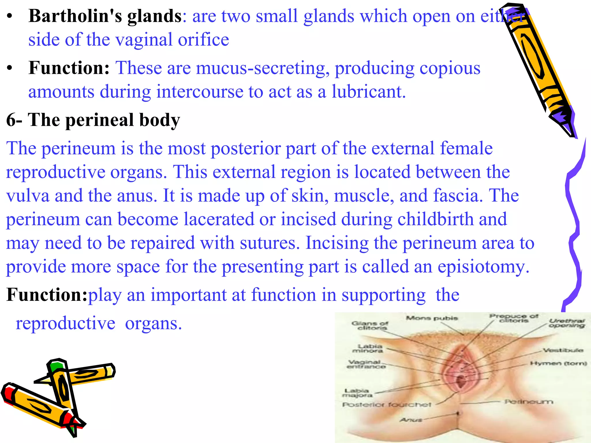 Anatomy of female reproductive organs | PPTX