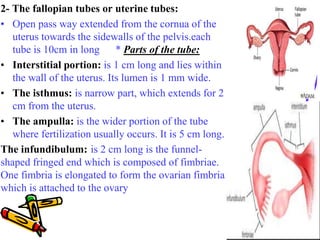 2- The fallopian tubes or uterine tubes:
• Open pass way extended from the cornua of the
uterus towards the sidewalls of t...