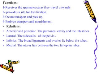 Functions:
1-Receives the spermatozoa as they travel upwards
2- provides a site for fertilization.
3-Ovum transport and pi...