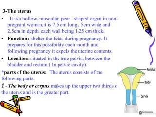 3-The uterus
• It is a hollow, muscular, pear –shaped organ in non-
pregnant woman,it is 7.5 cm long , 5cm wide and
2.5cm ...