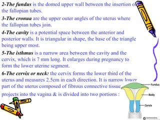 2-The fundus is the domed upper wall between the insertion of
the fallopian tubes.
3-The cronua are the upper outer angles...