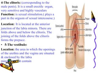 4-The clitoris: (corresponding to the
male penis). It is a small erectile organ,
very sensitive and highly vasculars
Funct...