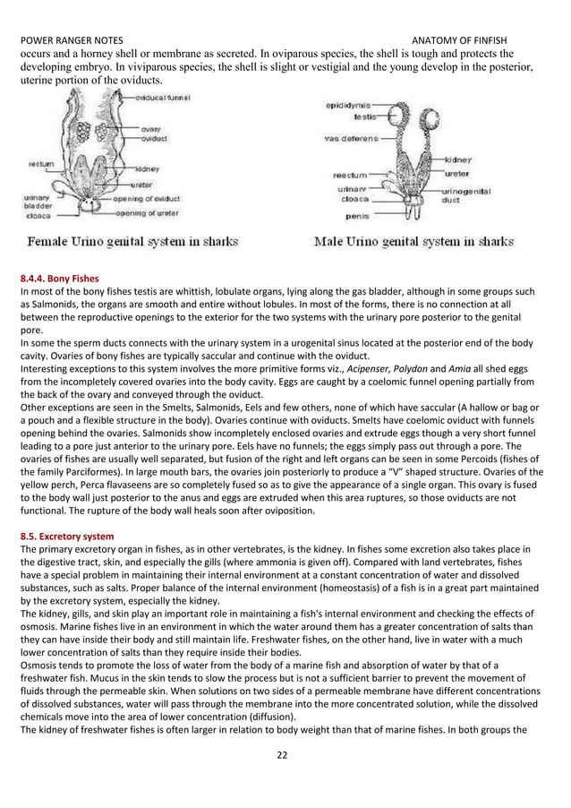 anatomy of finfish ecourse fisheries.docx