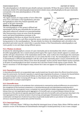 POWER RANGER NOTES ANATOMY OF FINFISH
25
The adenohypophysis is divided into pars distallis and pars intermedia. Of these the parsis further divided into
rostral pars distalis (Pro-adenohypophysis)and posterior distalis (meso adenohyphophysis).the pars intermedia
corresponds to the meta adenohypophysis of the older
terminology.
Neurohypophysis
The region consists of a large number of nerve fibres that
arises from cells bodies in the hypothalamus and enter
the hyphophysis,where they branch repeatedly and
ramify in the pairs intermedia.
Pituitary in Elasmobranch
The neurohypophysis of this group is diffused and
intermingled with the pars intermedia.the two parts are
often been collectively referred to as neurointermediate
lobe.Neurosecretory axons are arose from the paraoptic
nuclei and lateral hypothalamus terminate in the
neurohypophysis but,these are absent from the anterior
infaundibulam floor.a few such fibres termed the saccus vasculosus are folded and highly vascularised structure
laying posterior to the neurohypophysis. The pars distalis lies below the infandibulam and is divisible in the
procentral and rostral zone.the ventral lobe is a peculiar feature of the Elasmobranches adenohypophysis and
varies greatly in size and shape among different species.
9.2.1. Pituitary in teleosts
In teleosts the adenohypophysis consists of a pars intermedia and an intermediate lobe which is sometimes
divisible topographically into a rostral and procentral region.This region of pars destalis appears to contain cell
and the cell types characteristic of the mammalian anterior lobe .some workers have homologues the rostral pars
distalis with the tetradopods pars tuberalis,but it is not certain that this is true. the neurohypophysis of teleost as
in Elasmobranch is diffused and interdigites with the cells of pars intermedia and to a lesser extentwith the cells
of pars distalis.Neurosecretory fibrous axons from the paraoptic nucleus and the lateral tubular nucleus terminate
in all parts of neurohypophysis but their secretions have also been found in both regions of pars distalis. The
Saccus vasculosus is well developed in many teleosts but it does not appear to be supplied by neurosecretory
tract.
9.2.2. Thyroid gland
In elasmobranchs,thyroid is an eucapsulated organ usually located near the point where the afferent branchial arteries
leave the ventral aorta. the thyroid is typically an unpaired organ lying below the pharynx. In teleosts the thyroid follicles
are scatterd along the ventral aorta.thyroid follicles are often found in the head kidneys of the platy fish
(platypolcitus).tyhe number increasing with the age.in a few teleosts such as ‘Bermuda’ Parrot fish, the follicles are
arranged to form a compact unpaired gland.
9.2.3. Chromaffin tissue
Adrenal tissue are present in all vertebrates from cyclostomata to mammals but profound differences are encounted in
the arrangement of the functional components i.e.,steroid producing cells and catecholamine producing cells.in
Elasmobranches the stereo genetic tissue is composed into several well form bodies lying between the caudal ends are
kidneys.these are interregnal glands.paired aggregation of chromaffin pairs are present between kidneys.the two
components of the adrenal are typically separated through small cells of chromaffin cells and have been described in the
interregnal gland of the ray.Great variation is found among actinopterygian fishes(teleost) with respect to the
condensation and dispersion of adrenal tissue.these are generally located within or just anterior to the cephalic kidney
and occur around the post cordinal veins and their branches.
9.2.4. Interrenal tissue
‘Baecker’-1928 and ‘Dettus’-1940 have described the interregnal tissue of many fishes.Abion-1940 has made an
extensive review of the literature.In Elasmobranchs interregnal is located posteriorly in one or more compact
 