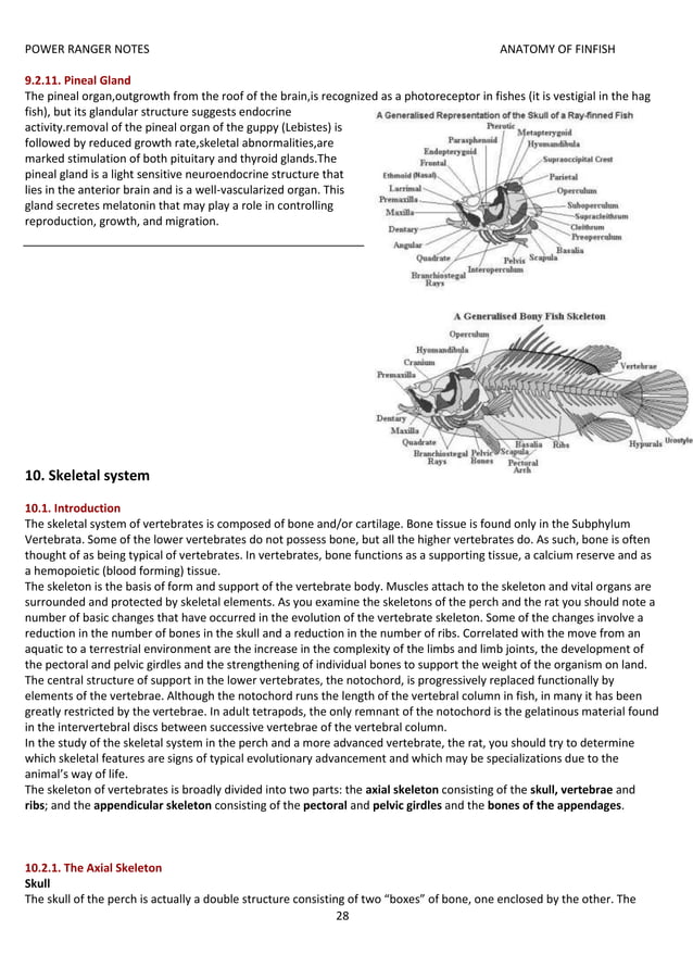 anatomy of finfish ecourse fisheries.docx