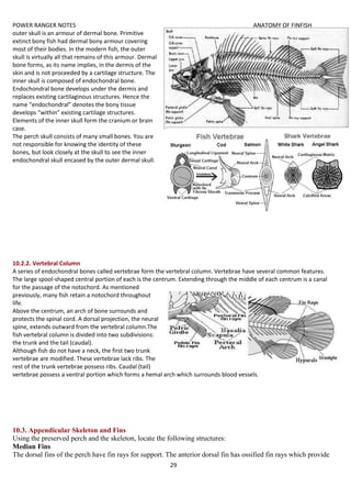 POWER RANGER NOTES ANATOMY OF FINFISH
29
outer skull is an armour of dermal bone. Primitive
extinct bony fish had dermal bony armour covering
most of their bodies. In the modern fish, the outer
skull is virtually all that remains of this armour. Dermal
bone forms, as its name implies, in the dermis of the
skin and is not proceeded by a cartilage structure. The
inner skull is composed of endochondral bone.
Endochondral bone develops under the dermis and
replaces existing cartilaginous structures. Hence the
name “endochondral” denotes the bony tissue
develops “within” existing cartilage structures.
Elements of the inner skull form the cranium or brain
case.
The perch skull consists of many small bones. You are
not responsible for knowing the identity of these
bones, but look closely at the skull to see the inner
endochondral skull encased by the outer dermal skull.
10.2.2. Vertebral Column
A series of endochondral bones called vertebrae form the vertebral column. Vertebrae have several common features.
The large spool-shaped central portion of each is the centrum. Extending through the middle of each centrum is a canal
for the passage of the notochord. As mentioned
previously, many fish retain a notochord throughout
life.
Above the centrum, an arch of bone surrounds and
protects the spinal cord. A dorsal projection, the neural
spine, extends outward from the vertebral column.The
fish vertebral column is divided into two subdivisions:
the trunk and the tail (caudal).
Although fish do not have a neck, the first two trunk
vertebrae are modified. These vertebrae lack ribs. The
rest of the trunk vertebrae possess ribs. Caudal (tail)
vertebrae possess a ventral portion which forms a hemal arch which surrounds blood vessels.
10.3. Appendicular Skeleton and Fins
Using the preserved perch and the skeleton, locate the following structures:
Median Fins
The dorsal fins of the perch have fin rays for support. The anterior dorsal fin has ossified fin rays which provide
 