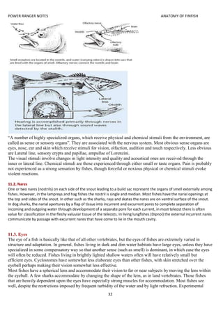 POWER RANGER NOTES ANATOMY OF FINFISH
32
“A number of highly specialized organs, which receive physical and chemical stimuli from the environment, are
called as sense or sensory organs”. They are associated with the nervous system. Most obvious sense organs are
eyes, nose, ear and skin which receive stimuli for vision, olfaction, audition and touch respectively. Less obvious
are Lateral line, sensory crypts and papillae, ampullae of Lorenzini.
The visual stimuli involve changes in light intensity and quality and acoustical ones are received through the
inner or lateral line. Chemical stimuli are those experienced through either small or taste organs. Pain is probably
not experienced as a strong sensation by fishes, though forceful or noxious physical or chemical stimuli evoke
violent reactions.
11.2. Nares
One or two nares (nostrils) on each side of the snout leading to a build sac represent the organs of smell externally among
fishes. However, in the lampreys and hag fishes the nostril is single and median. Most fishes have the narial openings at
the top and sides of the snout. In other such as the sharks, rays and skates the nares are on ventral surface of the snout.
In dog sharks, the narial apertures by a flap of tissue into incurrent and excurrent pores to complete separation of
incoming and outgoing water through development of a separate pore for each current, in most teleost there is often
value for classification in the fleshy valuular tissue of the teleosts. In living lungfishes (Dipnoi) the external incurrent nares
communicate by passage with excurrent nares that have come to lie in the mouth cavity.
11.3. Eyes
The eye of a fish is basically like that of all other vertebrates, but the eyes of fishes are extremely varied in
structure and adaptation. In general, fishes living in dark and dim water habitats have large eyes, unless they have
specialized in some compensatory way so that another sense (such as smell) is dominant, in which case the eyes
will often be reduced. Fishes living in brightly lighted shallow waters often will have relatively small but
efficient eyes. Cyclostomes have somewhat less elaborate eyes than other fishes, with skin stretched over the
eyeball perhaps making their vision somewhat less effective.
Most fishes have a spherical lens and accommodate their vision to far or near subjects by moving the lens within
the eyeball. A few sharks accommodate by changing the shape of the lens, as in land vertebrates. Those fishes
that are heavily dependent upon the eyes have especially strong muscles for accommodation. Most fishes see
well, despite the restrictions imposed by frequent turbidity of the water and by light refraction. Experimental
 