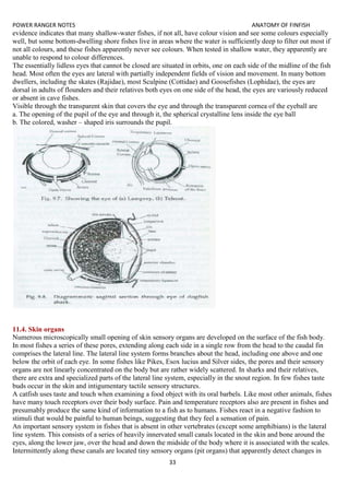 POWER RANGER NOTES ANATOMY OF FINFISH
33
evidence indicates that many shallow-water fishes, if not all, have colour vision and see some colours especially
well, but some bottom-dwelling shore fishes live in areas where the water is sufficiently deep to filter out most if
not all colours, and these fishes apparently never see colours. When tested in shallow water, they apparently are
unable to respond to colour differences.
The essentially lidless eyes that cannot be closed are situated in orbits, one on each side of the midline of the fish
head. Most often the eyes are lateral with partially independent fields of vision and movement. In many bottom
dwellers, including the skates (Rajidae), most Sculpine (Cottidae) and Goosefishes (Lophidae), the eyes are
dorsal in adults of flounders and their relatives both eyes on one side of the head, the eyes are variously reduced
or absent in cave fishes.
Visible through the transparent skin that covers the eye and through the transparent cornea of the eyeball are
a. The opening of the pupil of the eye and through it, the spherical crystalline lens inside the eye ball
b. The colored, washer – shaped iris surrounds the pupil.
11.4. Skin organs
Numerous microscopically small opening of skin sensory organs are developed on the surface of the fish body.
In most fishes a series of these pores, extending along each side in a single row from the head to the caudal fin
comprises the lateral line. The lateral line system forms branches about the head, including one above and one
below the orbit of each eye. In some fishes like Pikes, Esox lucius and Silver sides, the pores and their sensory
organs are not linearly concentrated on the body but are rather widely scattered. In sharks and their relatives,
there are extra and specialized parts of the lateral line system, especially in the snout region. In few fishes taste
buds occur in the skin and intigumentary tactile sensory structures.
A catfish uses taste and touch when examining a food object with its oral barbels. Like most other animals, fishes
have many touch receptors over their body surface. Pain and temperature receptors also are present in fishes and
presumably produce the same kind of information to a fish as to humans. Fishes react in a negative fashion to
stimuli that would be painful to human beings, suggesting that they feel a sensation of pain.
An important sensory system in fishes that is absent in other vertebrates (except some amphibians) is the lateral
line system. This consists of a series of heavily innervated small canals located in the skin and bone around the
eyes, along the lower jaw, over the head and down the midside of the body where it is associated with the scales.
Intermittently along these canals are located tiny sensory organs (pit organs) that apparently detect changes in
 
