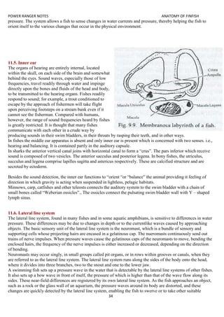 POWER RANGER NOTES ANATOMY OF FINFISH
34
pressure. The system allows a fish to sense changes in water currents and pressure, thereby helping the fish to
orient itself to the various changes that occur in the physical environment.
11.5. Inner ear
The organs of hearing are entirely internal, located
within the skull, on each side of the brain and somewhat
behind the eyes. Sound waves, especially those of low
frequencies, travel readily through water and impinge
directly upon the bones and fluids of the head and body,
to be transmitted to the hearing organs. Fishes readily
respond to sound; for example, a trout conditioned to
escape by the approach of fishermen will take flight
upon perceiving footsteps on a stream bank even if it
cannot see the fisherman. Compared with humans,
however, the range of sound frequencies heard by fishes
is greatly restricted. It is thought that many fishes
communicate with each other in a crude way by
producing sounds in their swim bladders, in their throats by rasping their teeth, and in other ways.
In fishes the middle ear apparatus is absent and only inner ear is present which is concerned with two senses. i.e.,
hearing and balancing. It is contained partly in the auditory capsule.
In sharks the anterior vertical canal joins with horizontal canal to form a “crus”. The pars inferior which receive
sound is composed of two vesicles. The anterior sacculus and posterior legena. In bony fishes, the utriculus,
succulus and legena comprise lapilles sagitta and astericus respectively. These are calcified structure and are
secreted by ectoderm.
Besides the sound detection, the inner ear functions to “orient “or “balance” the animal providing it feeling of
direction in which gravity is acting when suspended in lightless, pelagic habitats.
Minnows, carp, catfishes and other teleosts connects the auditory system to the swim bladder with a chain of
small bones called “Weberian ossicles”., The ossicles connect the pulsating swim bladder wall with Y – shaped
lymph sinus.
11.6. Lateral line system
The lateral line system, found in many fishes and in some aquatic amphibians, is sensitive to differences in water
pressure. These differences may be due to changes in depth or to the currentlike waves caused by approaching
objects. The basic sensory unit of the lateral line system is the neuromast, which is a bundle of sensory and
supporting cells whose projecting hairs are encased in a gelatinous cap. The nueromasts continuously send out
trains of nerve impulses. When pressure waves cause the gelatinous caps of the neuromasts to move, bending the
enclosed hairs, the frequency of the nerve impulses is either increased or decreased, depending on the direction
of bending.
Neuromasts may occur singly, in small groups called pit organs, or in rows within grooves or canals, when they
are referred to as the lateral line system. The lateral line system runs along the sides of the body onto the head,
where it divides into three branches, two to the snout and one to the lower jaw.
A swimming fish sets up a pressure wave in the water that is detectable by the lateral line systems of other fishes.
It also sets up a bow wave in front of itself, the pressure of which is higher than that of the wave flow along its
sides. These near-field differences are registered by its own lateral line system. As the fish approaches an object,
such as a rock or the glass wall of an aquarium, the pressure waves around its body are distorted, and these
changes are quickly detected by the lateral line system, enabling the fish to swerve or to take other suitable
 