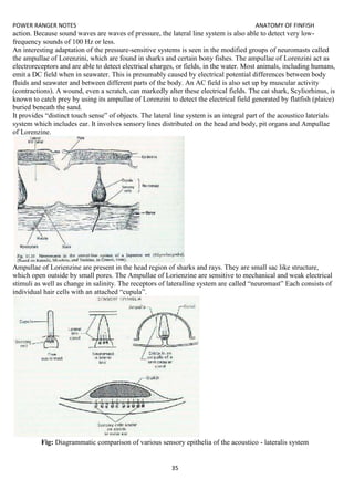 POWER RANGER NOTES ANATOMY OF FINFISH
35
action. Because sound waves are waves of pressure, the lateral line system is also able to detect very low-
frequency sounds of 100 Hz or less.
An interesting adaptation of the pressure-sensitive systems is seen in the modified groups of neuromasts called
the ampullae of Lorenzini, which are found in sharks and certain bony fishes. The ampullae of Lorenzini act as
electroreceptors and are able to detect electrical charges, or fields, in the water. Most animals, including humans,
emit a DC field when in seawater. This is presumably caused by electrical potential differences between body
fluids and seawater and between different parts of the body. An AC field is also set up by muscular activity
(contractions). A wound, even a scratch, can markedly alter these electrical fields. The cat shark, Scyliorhinus, is
known to catch prey by using its ampullae of Lorenzini to detect the electrical field generated by flatfish (plaice)
buried beneath the sand.
It provides “distinct touch sense” of objects. The lateral line system is an integral part of the acoustico laterials
system which includes ear. It involves sensory lines distributed on the head and body, pit organs and Ampullae
of Lorenzine.
Ampullae of Lorienzine are present in the head region of sharks and rays. They are small sac like structure,
which open outside by small pores. The Ampullae of Lorienzine are sensitive to mechanical and weak electrical
stimuli as well as change in salinity. The receptors of lateralline system are called “neuromast” Each consists of
individual hair cells with an attached “cupula”.
Fig: Diagrammatic comparison of various sensory epithelia of the acoustico - lateralis system
 