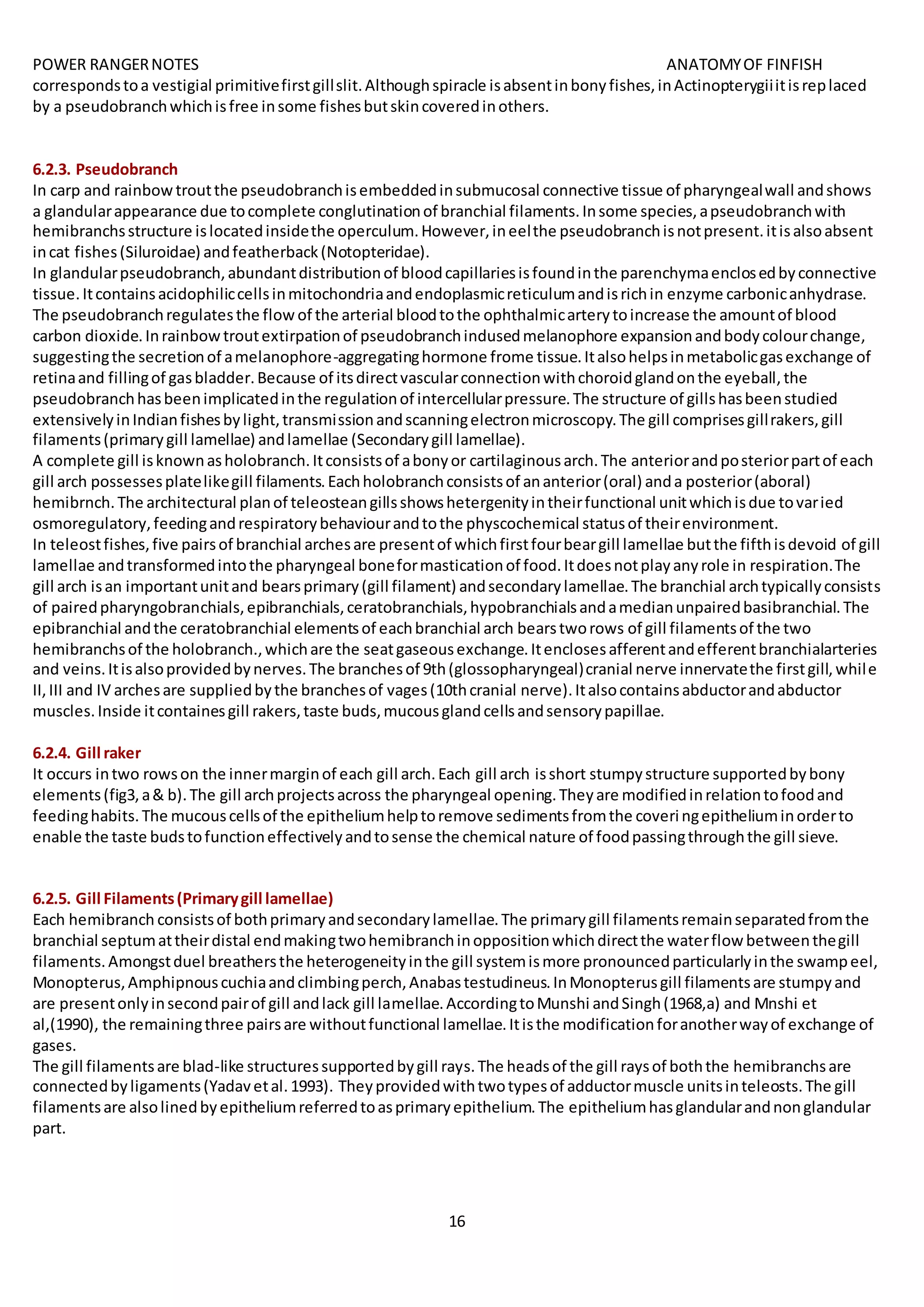 POWER RANGERNOTES ANATOMYOF FINFISH
16
correspondstoa vestigial primitivefirstgillslit.Althoughspiracle isabsentinbonyfishes,inActinopterygiiitisreplaced
by a pseudobranchwhichisfree insome fishesbutskincoveredinothers.
6.2.3. Pseudobranch
In carp and rainbowtroutthe pseudobranchisembeddedinsubmucosal connective tissue of pharyngealwall andshows
a glandularappearance due tocomplete conglutinationof branchial filaments.Insome species,apseudobranchwith
hemibranchsstructure islocatedinsidethe operculum.However,ineelthe pseudobranchisnotpresent.itisalsoabsent
incat fishes(Siluroidae) andfeatherback(Notopteridae).
In glandularpseudobranch,abundantdistributionof bloodcapillariesisfoundinthe parenchymaenclosedbyconnective
tissue.Itcontainsacidophiliccellsinmitochondriaandendoplasmicreticulumandisrichin enzyme carbonicanhydrase.
The pseudobranchregulatesthe flow of the arterial bloodtothe ophthalmicarterytoincrease the amountof blood
carbon dioxide.Inrainbowtroutextirpationof pseudobranchindusedmelanophore expansionandbodycolourchange,
suggestingthe secretionof amelanophore-aggregatinghormone frome tissue.Italsohelpsinmetabolicgasexchange of
retinaand fillingof gasbladder.Because of itsdirectvascularconnectionwithchoroidglandonthe eyeball,the
pseudobranchhasbeenimplicatedinthe regulationof intercellularpressure.The structure of gillshasbeenstudied
extensivelyinIndianfishesbylight,transmissionandscanningelectronmicroscopy.The gill comprisesgillrakers,gill
filaments(primarygill lamellae) andlamellae (Secondarygill lamellae).
A complete gill isknownasholobranch.Itconsistsof abonyor cartilaginousarch.The anteriorandposteriorpartof each
gill arch possessesplatelikegill filaments.Eachholobranchconsistsof ananterior(oral) anda posterior(aboral)
hemibrnch.The architectural planof teleosteangillsshowshetergenityintheirfunctional unitwhichisdue tovaried
osmoregulatory,feedingandrespiratorybehaviourandtothe physcochemical statusof theirenvironment.
In teleostfishes,five pairsof branchial archesare presentof whichfirstfourbeargill lamellae butthe fifthisdevoid of gill
lamellae andtransformedintothe pharyngeal boneformasticationof food.Itdoesnotplayanyrole in respiration.The
gill arch isan importantunitand bearsprimary(gill filament) andsecondarylamellae.The branchial archtypicallyconsists
of pairedpharyngobranchials,epibranchials,ceratobranchials,hypobranchialsandamedianunpairedbasibranchial.The
epibranchial andthe ceratobranchial elementsof eachbranchial arch bearstworows of gill filamentsof the two
hemibranchsof the holobranch.,whichare the seatgaseousexchange.Itenclosesafferentandefferentbranchialarteries
and veins.Itisalsoprovidedbynerves.The branchesof 9th(glossopharyngeal)cranial nerve innervatethe firstgill,while
II,III and IV archesare suppliedbythe branchesof vages(10thcranial nerve).Italsocontainsabductorandabductor
muscles.Inside itcontainesgill rakers,taste buds,mucousglandcellsandsensorypapillae.
6.2.4. Gill raker
It occurs intwo rowson the innermarginof each gill arch.Each gill arch isshort stumpystructure supportedbybony
elements(fig3,a& b).The gill archprojectsacross the pharyngeal opening.Theyare modifiedinrelationtofoodand
feedinghabits.The mucouscellsof the epitheliumhelptoremove sedimentsfromthe coveringepitheliuminorderto
enable the taste budstofunctioneffectivelyandtosense the chemical nature of foodpassingthroughthe gill sieve.
6.2.5. Gill Filaments(Primarygill lamellae)
Each hemibranch consistsof bothprimaryandsecondarylamellae.The primarygill filamentsremainseparatedfromthe
branchial septumattheirdistal endmakingtwohemibranchinoppositionwhichdirectthe waterflow betweenthegill
filaments.Amongstduel breathersthe heterogeneityinthe gill systemismore pronouncedparticularlyinthe swampeel,
Monopterus,Amphipnouscuchiaandclimbingperch,Anabastestudineus.InMonopterusgill filamentsare stumpyand
are presentonlyinsecondpairof gill andlack gill lamellae.AccordingtoMunshi andSingh(1968,a) and Mnshi et
al,(1990), the remainingthree pairsare withoutfunctional lamellae.Itisthe modificationforanotherwayof exchange of
gases.
The gill filamentsare blad-like structuressupportedbygill rays.The headsof the gill raysof boththe hemibranchsare
connectedbyligaments(Yadavetal.1993). Theyprovidedwithtwotypesof adductormuscle unitsinteleosts.The gill
filamentsare alsolinedbyepitheliumreferredtoasprimaryepithelium.The epitheliumhasglandularandnonglandular
part.
 
