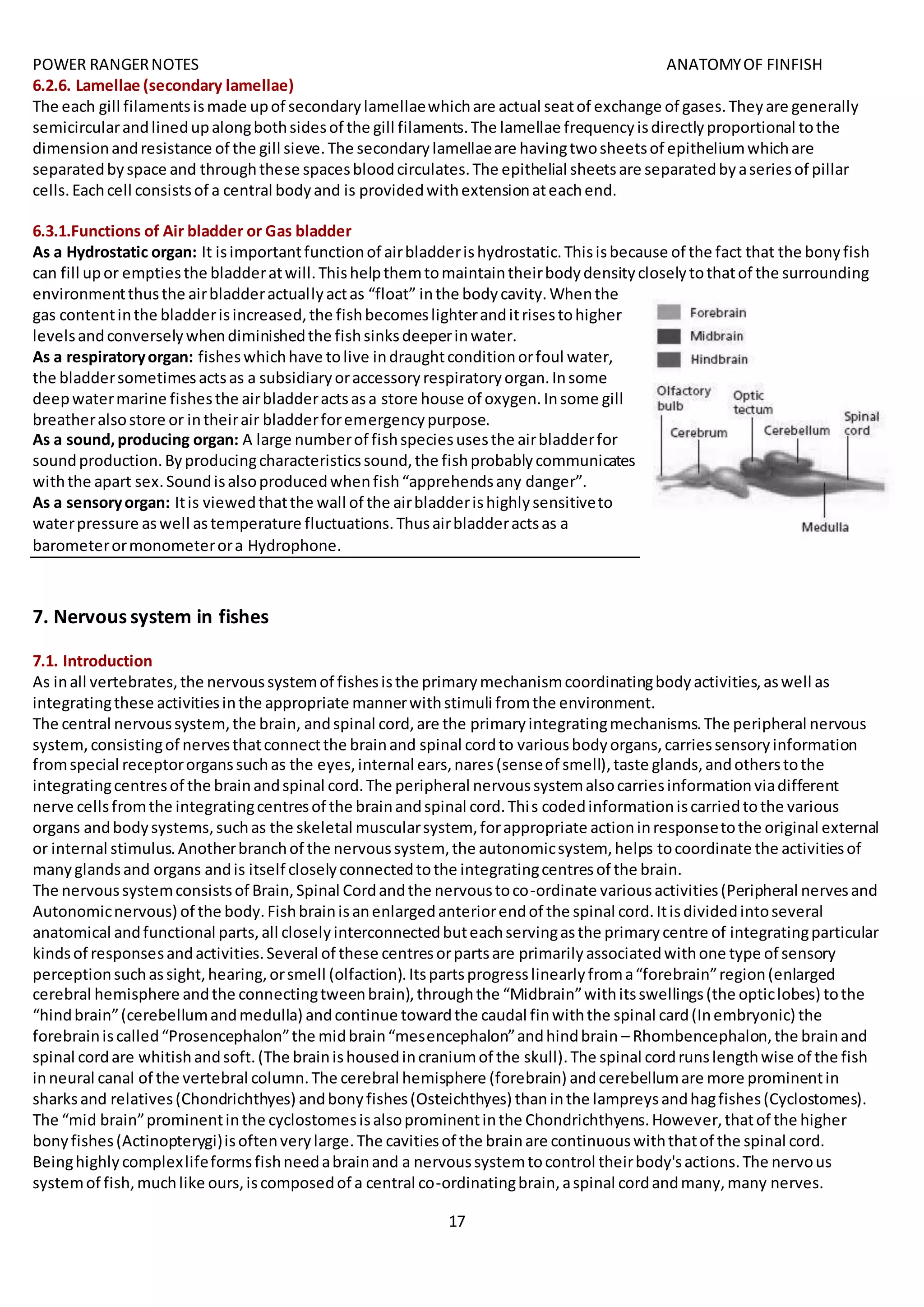 POWER RANGERNOTES ANATOMYOF FINFISH
17
6.2.6. Lamellae (secondary lamellae)
The each gill filamentsismade upof secondarylamellaewhichare actual seatof exchange of gases.Theyare generally
semicircularandlinedupalongbothsidesof the gill filaments.The lamellae frequencyisdirectlyproportional tothe
dimensionandresistance of the gill sieve.The secondarylamellaeare havingtwosheetsof epitheliumwhichare
separatedbyspace and throughthese spacesbloodcirculates.The epithelial sheetsare separatedbyaseriesof pillar
cells.Eachcell consistsof a central bodyand is providedwithextensionateachend.
6.3.1.Functions of Air bladder or Gas bladder
As a Hydrostatic organ: It isimportantfunctionof airbladderishydrostatic.Thisisbecause of the fact that the bonyfish
can fill upor emptiesthe bladderatwill.Thishelpthemtomaintaintheirbodydensitycloselytothatof the surrounding
environmentthusthe airbladderactuallyactas “float” inthe bodycavity.Whenthe
gas contentinthe bladderisincreased,the fishbecomeslighteranditrisestohigher
levelsandconverselywhendiminishedthe fishsinksdeeperinwater.
As a respiratoryorgan: fisheswhichhave tolive indraughtconditionorfoul water,
the bladdersometimesactsas a subsidiaryoraccessoryrespiratoryorgan.Insome
deepwatermarine fishesthe airbladderactsasa store house of oxygen.Insome gill
breatheralsostore or intheirair bladderforemergencypurpose.
As a sound,producing organ: A large numberof fishspeciesusesthe airbladderfor
soundproduction.Byproducingcharacteristicssound,the fishprobablycommunicates
withthe apart sex.Soundisalsoproducedwhenfish“apprehendsany danger”.
As a sensoryorgan: Itis viewedthatthe wall of the airbladderishighlysensitiveto
waterpressure aswell astemperature fluctuations.Thusairbladderactsas a
barometerormonometerora Hydrophone.
7. Nervous system in fishes
7.1. Introduction
As inall vertebrates,the nervoussystemof fishesisthe primarymechanismcoordinatingbodyactivities,aswell as
integratingthese activitiesinthe appropriate mannerwithstimuli fromthe environment.
The central nervoussystem,the brain, andspinal cord,are the primaryintegratingmechanisms.The peripheral nervous
system,consistingof nervesthatconnectthe brainand spinal cordto variousbodyorgans,carriessensoryinformation
fromspecial receptororganssuchas the eyes,internal ears,nares(senseof smell),taste glands,andotherstothe
integratingcentresof the brainandspinal cord.The peripheral nervoussystemalsocarriesinformationviadifferent
nerve cellsfromthe integratingcentresof the brainandspinal cord.This codedinformationiscarriedtothe various
organs andbodysystems,suchas the skeletal muscularsystem, forappropriate actioninresponsetothe original external
or internal stimulus.Anotherbranchof the nervoussystem, the autonomicsystem, helps tocoordinate the activitiesof
manyglandsand organs andis itself closelyconnectedtothe integratingcentresof the brain.
The nervoussystemconsistsof Brain,Spinal Cordandthe nervoustoco-ordinate variousactivities(Peripheral nervesand
Autonomicnervous) of the body.Fishbrainisanenlargedanteriorendof the spinal cord.Itisdividedintoseveral
anatomical andfunctional parts,all closelyinterconnectedbuteachservingasthe primarycentre of integratingparticular
kindsof responsesandactivities.Several of these centresorpartsare primarilyassociatedwithone type of sensory
perceptionsuchassight,hearing,orsmell (olfaction).Itspartsprogresslinearlyfroma“forebrain”region(enlarged
cerebral hemisphere andthe connectingtweenbrain),throughthe “Midbrain”withitsswellings(the opticlobes) tothe
“hindbrain”(cerebellumandmedulla) andcontinue towardthe caudal finwiththe spinal card(Inembryonic) the
forebrainiscalled“Prosencephalon”the midbrain“mesencephalon”andhindbrain – Rhombencephalon,the brainand
spinal cordare whitishandsoft.(The brainishousedincraniumof the skull).The spinal cordrunslengthwise of the fish
inneural canal of the vertebral column.The cerebral hemisphere (forebrain) andcerebellumare more prominentin
sharksand relatives(Chondrichthyes) andbonyfishes(Osteichthyes) thaninthe lampreysandhagfishes(Cyclostomes).
The “mid brain”prominentinthe cyclostomesisalsoprominentinthe Chondrichthyens.However,thatof the higher
bonyfishes(Actinopterygi)isoftenverylarge.The cavitiesof the brainare continuouswiththatof the spinal cord.
Beinghighlycomplexlifeformsfishneedabrainand a nervoussystemtocontrol theirbody'sactions.The nervous
systemof fish,muchlike ours,iscomposedof a central co-ordinatingbrain,aspinal cordandmany,many nerves.
 