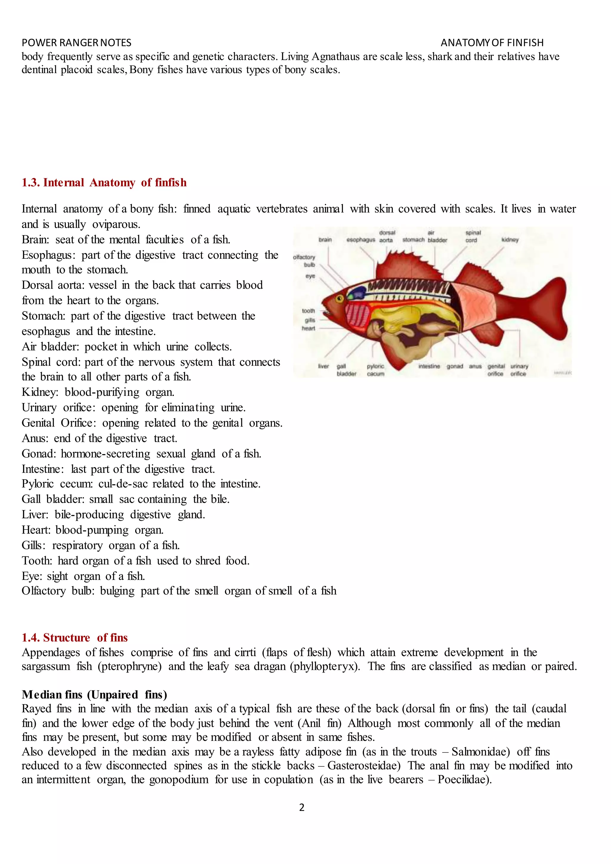 POWER RANGERNOTES ANATOMYOF FINFISH
2
body frequently serve as specific and genetic characters. Living Agnathaus are scale less, shark and their relatives have
dentinal placoid scales,Bony fishes have various types of bony scales.
1.3. Internal Anatomy of finfish
Internal anatomy of a bony fish: finned aquatic vertebrates animal with skin covered with scales. It lives in water
and is usually oviparous.
Brain: seat of the mental faculties of a fish.
Esophagus: part of the digestive tract connecting the
mouth to the stomach.
Dorsal aorta: vessel in the back that carries blood
from the heart to the organs.
Stomach: part of the digestive tract between the
esophagus and the intestine.
Air bladder: pocket in which urine collects.
Spinal cord: part of the nervous system that connects
the brain to all other parts of a fish.
Kidney: blood-purifying organ.
Urinary orifice: opening for eliminating urine.
Genital Orifice: opening related to the genital organs.
Anus: end of the digestive tract.
Gonad: hormone-secreting sexual gland of a fish.
Intestine: last part of the digestive tract.
Pyloric cecum: cul-de-sac related to the intestine.
Gall bladder: small sac containing the bile.
Liver: bile-producing digestive gland.
Heart: blood-pumping organ.
Gills: respiratory organ of a fish.
Tooth: hard organ of a fish used to shred food.
Eye: sight organ of a fish.
Olfactory bulb: bulging part of the smell organ of smell of a fish
1.4. Structure of fins
Appendages of fishes comprise of fins and cirrti (flaps of flesh) which attain extreme development in the
sargassum fish (pterophryne) and the leafy sea dragan (phyllopteryx). The fins are classified as median or paired.
Median fins (Unpaired fins)
Rayed fins in line with the median axis of a typical fish are these of the back (dorsal fin or fins) the tail (caudal
fin) and the lower edge of the body just behind the vent (Anil fin) Although most commonly all of the median
fins may be present, but some may be modified or absent in same fishes.
Also developed in the median axis may be a rayless fatty adipose fin (as in the trouts – Salmonidae) off fins
reduced to a few disconnected spines as in the stickle backs – Gasterosteidae) The anal fin may be modified into
an intermittent organ, the gonopodium for use in copulation (as in the live bearers – Poecilidae).
 