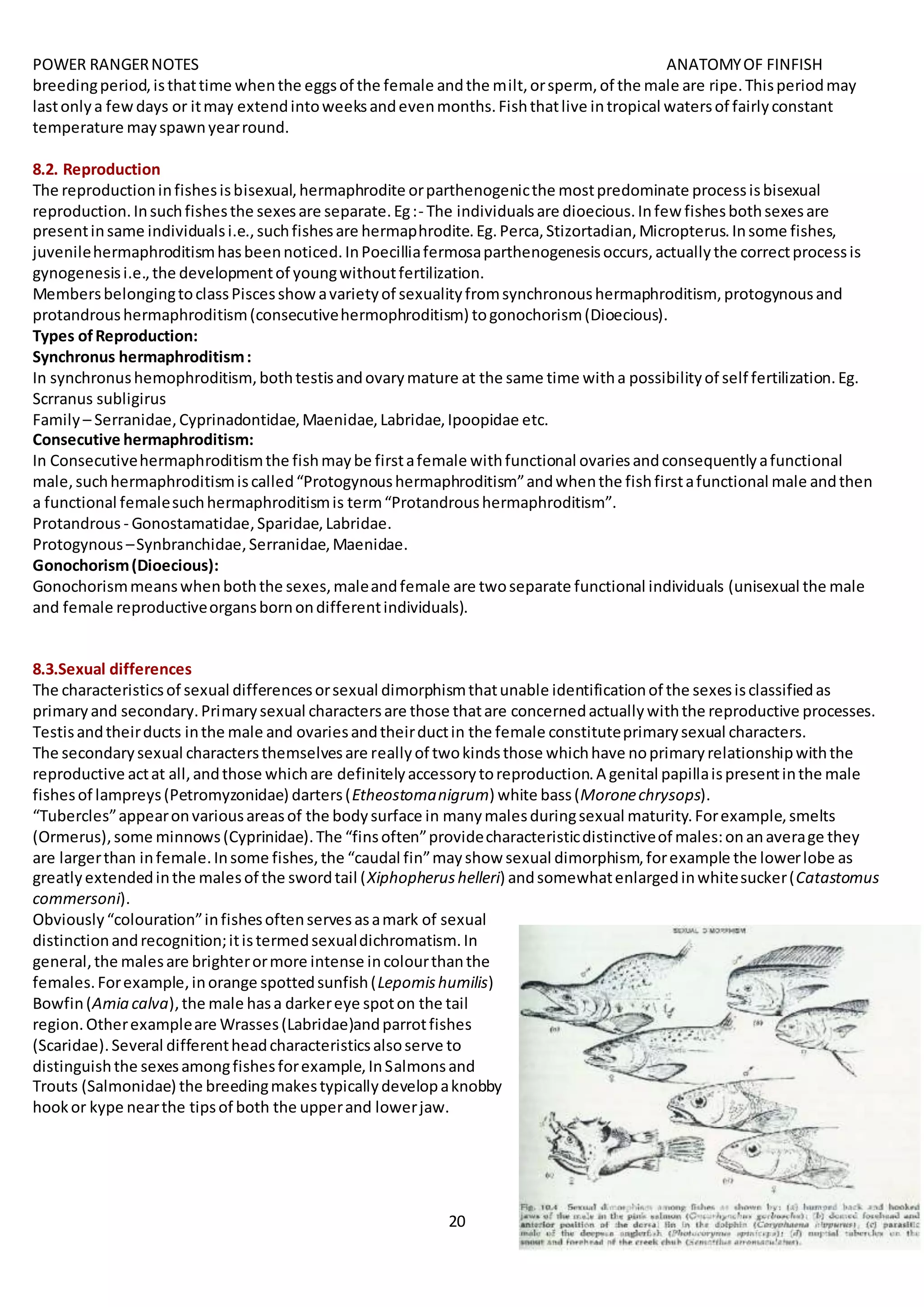 POWER RANGERNOTES ANATOMYOF FINFISH
20
breedingperiod,isthattime whenthe eggsof the female andthe milt,orsperm, of the male are ripe.Thisperiodmay
lastonlya fewdays or itmay extendintoweeksandevenmonths.Fishthatlive intropical watersof fairlyconstant
temperature mayspawnyearround.
8.2. Reproduction
The reproductioninfishesisbisexual,hermaphrodite orparthenogenicthe mostpredominate processisbisexual
reproduction.Insuchfishesthe sexesare separate.Eg:- The individualsare dioecious.Infew fishesbothsexesare
presentinsame individualsi.e.,suchfishesare hermaphrodite.Eg.Perca,Stizortadian,Micropterus.Insome fishes,
juvenilehermaphroditismhasbeennoticed.InPoecilliafermosaparthenogenesisoccurs,actuallythe correctprocessis
gynogenesisi.e.,the developmentof youngwithoutfertilization.
MembersbelongingtoclassPiscesshowavarietyof sexualityfromsynchronoushermaphroditism, protogynousand
protandroushermaphroditism(consecutivehermophroditism) togonochorism(Dioecious).
Types ofReproduction:
Synchronus hermaphroditism:
In synchronushemophroditism, bothtestisandovarymature at the same time witha possibilityof self fertilization.Eg.
Scrranus subligirus
Family – Serranidae,Cyprinadontidae,Maenidae,Labridae,Ipoopidae etc.
Consecutive hermaphroditism:
In Consecutivehermaphroditismthe fishmaybe firstafemale withfunctional ovariesandconsequentlyafunctional
male,suchhermaphroditismiscalled“Protogynoushermaphroditism”andwhenthe fishfirstafunctional male andthen
a functional femalesuchhermaphroditismis term“Protandroushermaphroditism”.
Protandrous - Gonostamatidae,Sparidae,Labridae.
Protogynous –Synbranchidae,Serranidae,Maenidae.
Gonochorism(Dioecious):
Gonochorismmeanswhenboththe sexes,maleandfemale are twoseparate functional individuals (unisexual the male
and female reproductiveorgansbornondifferentindividuals).
8.3.Sexual differences
The characteristicsof sexual differencesorsexual dimorphismthatunable identificationof the sexesisclassifiedas
primaryand secondary.Primarysexual charactersare those thatare concernedactuallywiththe reproductive processes.
Testisandtheirducts inthe male and ovariesandtheirductin the female constituteprimarysexual characters.
The secondarysexual charactersthemselvesare reallyof twokindsthose whichhave noprimaryrelationshipwiththe
reproductive actat all,andthose whichare definitelyaccessorytoreproduction.A genital papillaispresentinthe male
fishesof lampreys(Petromyzonidae) darters(Etheostomanigrum) white bass(Moronechrysops).
“Tubercles”appearonvariousareasof the bodysurface in manymalesduringsexual maturity.Forexample,smelts
(Ormerus),some minnows(Cyprinidae).The “finsoften”providecharacteristicdistinctiveof males:onanaverage they
are largerthan infemale.Insome fishes,the “caudal fin”mayshow sexual dimorphism,forexample the lowerlobe as
greatlyextendedinthe malesof the swordtail (Xiphopherushelleri) andsomewhatenlargedinwhitesucker(Catastomus
commersoni).
Obviously“colouration”infishesoftenservesasamark of sexual
distinctionandrecognition;itistermedsexualdichromatism.In
general,the malesare brighterormore intense incolourthanthe
females.Forexample,inorange spottedsunfish(Lepomishumilis)
Bowfin(Amia calva),the male hasa darkereye spoton the tail
region.Otherexampleare Wrasses(Labridae)andparrotfishes
(Scaridae).Several differentheadcharacteristicsalsoserve to
distinguishthe sexesamongfishesforexample,InSalmonsand
Trouts (Salmonidae) the breedingmakestypicallydevelopaknobby
hookor kype nearthe tipsof both the upperand lowerjaw.
 