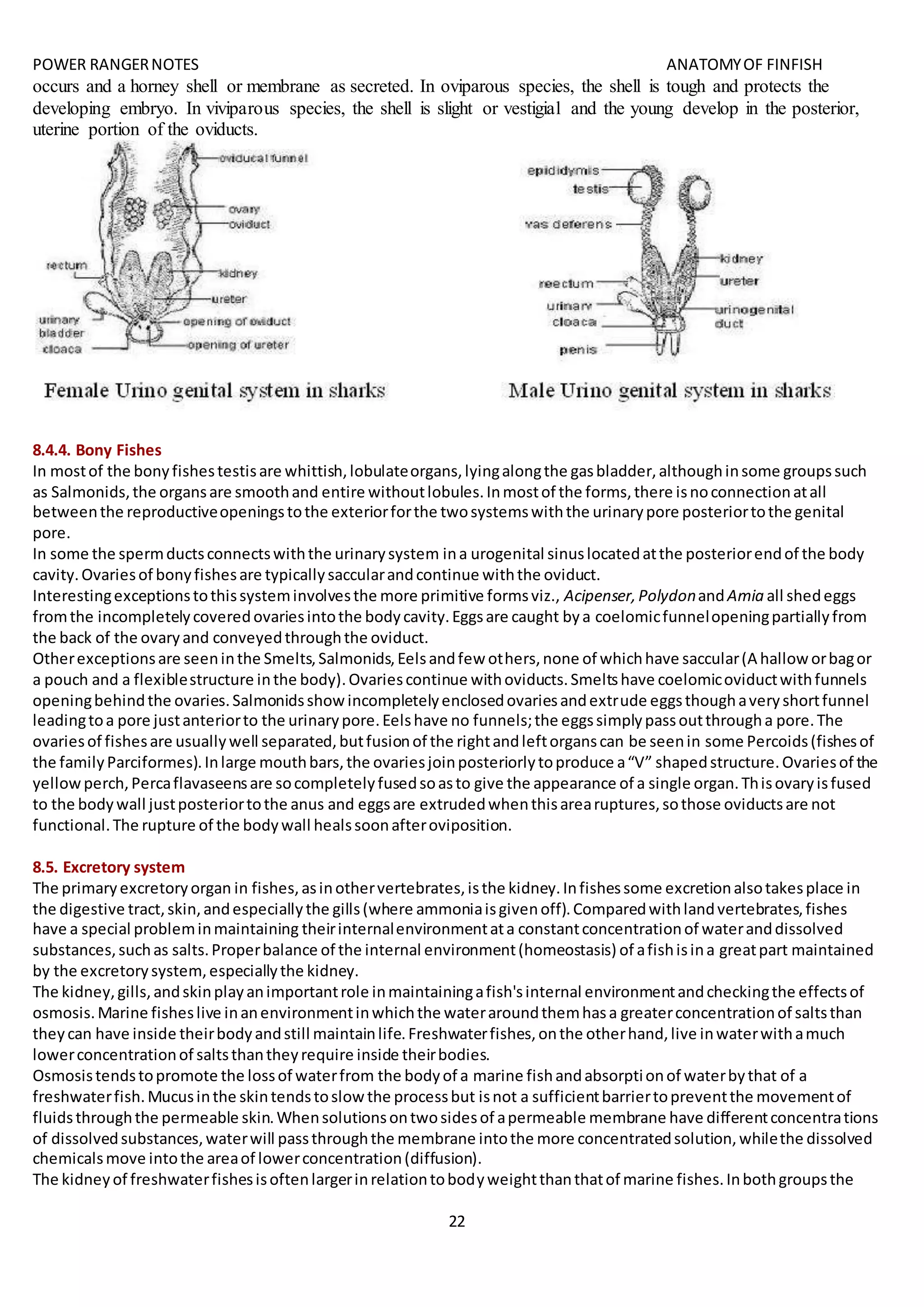 POWER RANGERNOTES ANATOMYOF FINFISH
22
occurs and a horney shell or membrane as secreted. In oviparous species, the shell is tough and protects the
developing embryo. In viviparous species, the shell is slight or vestigial and the young develop in the posterior,
uterine portion of the oviducts.
8.4.4. Bony Fishes
In mostof the bonyfishestestisare whittish,lobulateorgans,lyingalongthe gasbladder,althoughinsome groupssuch
as Salmonids,the organsare smoothand entire withoutlobules.Inmostof the forms,there isnoconnectionatall
betweenthe reproductiveopeningstothe exteriorforthe twosystemswiththe urinarypore posteriortothe genital
pore.
In some the spermductsconnectswiththe urinarysystem ina urogenital sinuslocatedatthe posteriorendof the body
cavity.Ovariesof bonyfishesare typicallysaccularandcontinue withthe oviduct.
Interestingexceptionstothissysteminvolvesthe more primitive formsviz., Acipenser,PolydonandAmia all shedeggs
fromthe incompletelycoveredovariesintothe bodycavity.Eggsare caught bya coelomicfunnelopeningpartiallyfrom
the back of the ovaryand conveyedthroughthe oviduct.
Otherexceptionsare seeninthe Smelts,Salmonids,Eelsandfew others,none of whichhave saccular(A halloworbagor
a pouch and a flexiblestructure inthe body).Ovariescontinue withoviducts.Smeltshave coelomicoviductwithfunnels
openingbehindthe ovaries.Salmonidsshowincompletelyenclosedovariesandextrude eggsthoughaveryshortfunnel
leadingtoa pore justanteriorto the urinarypore.Eelshave no funnels;the eggssimplypassoutthrougha pore.The
ovariesof fishesare usuallywell separated,butfusionof the rightandleftorganscan be seenin some Percoids(fishesof
the familyParciformes).Inlarge mouthbars,the ovariesjoinposteriorlytoproduce a“V” shapedstructure.Ovariesof the
yellowperch,Percaflavaseensare socompletelyfusedsoasto give the appearance of a single organ.Thisovaryisfused
to the bodywall justposteriortothe anus and eggsare extrudedwhenthisarearuptures,sothose oviductsare not
functional.The rupture of the bodywall healssoonafteroviposition.
8.5. Excretory system
The primaryexcretoryorgan in fishes,asinothervertebrates,isthe kidney.Infishessome excretionalsotakesplace in
the digestive tract,skin,andespeciallythe gills(where ammoniaisgivenoff).Comparedwithlandvertebrates,fishes
have a special probleminmaintaining theirinternalenvironmentata constantconcentrationof wateranddissolved
substances,suchas salts.Properbalance of the internal environment(homeostasis) of afishisina greatpart maintained
by the excretorysystem,especiallythe kidney.
The kidney,gills,andskinplayanimportantrole inmaintainingafish'sinternal environmentandcheckingthe effectsof
osmosis.Marine fisheslive inanenvironmentinwhichthe wateraroundthemhasa greaterconcentrationof saltsthan
theycan have inside theirbodyandstill maintainlife.Freshwaterfishes,onthe otherhand,live inwaterwithamuch
lowerconcentrationof saltsthantheyrequire inside theirbodies.
Osmosistendstopromote the lossof waterfrom the bodyof a marine fishandabsorptionof waterbythat of a
freshwaterfish.Mucusinthe skintendstoslowthe processbut isnot a sufficientbarriertopreventthe movementof
fluidsthroughthe permeable skin.Whensolutionsontwosidesof apermeable membrane have differentconcentrations
of dissolvedsubstances,waterwill passthroughthe membrane intothe more concentratedsolution,whilethe dissolved
chemicalsmove intothe areaof lowerconcentration(diffusion).
The kidneyof freshwaterfishesisoftenlargerinrelationtobodyweightthanthatof marine fishes.Inbothgroupsthe
 