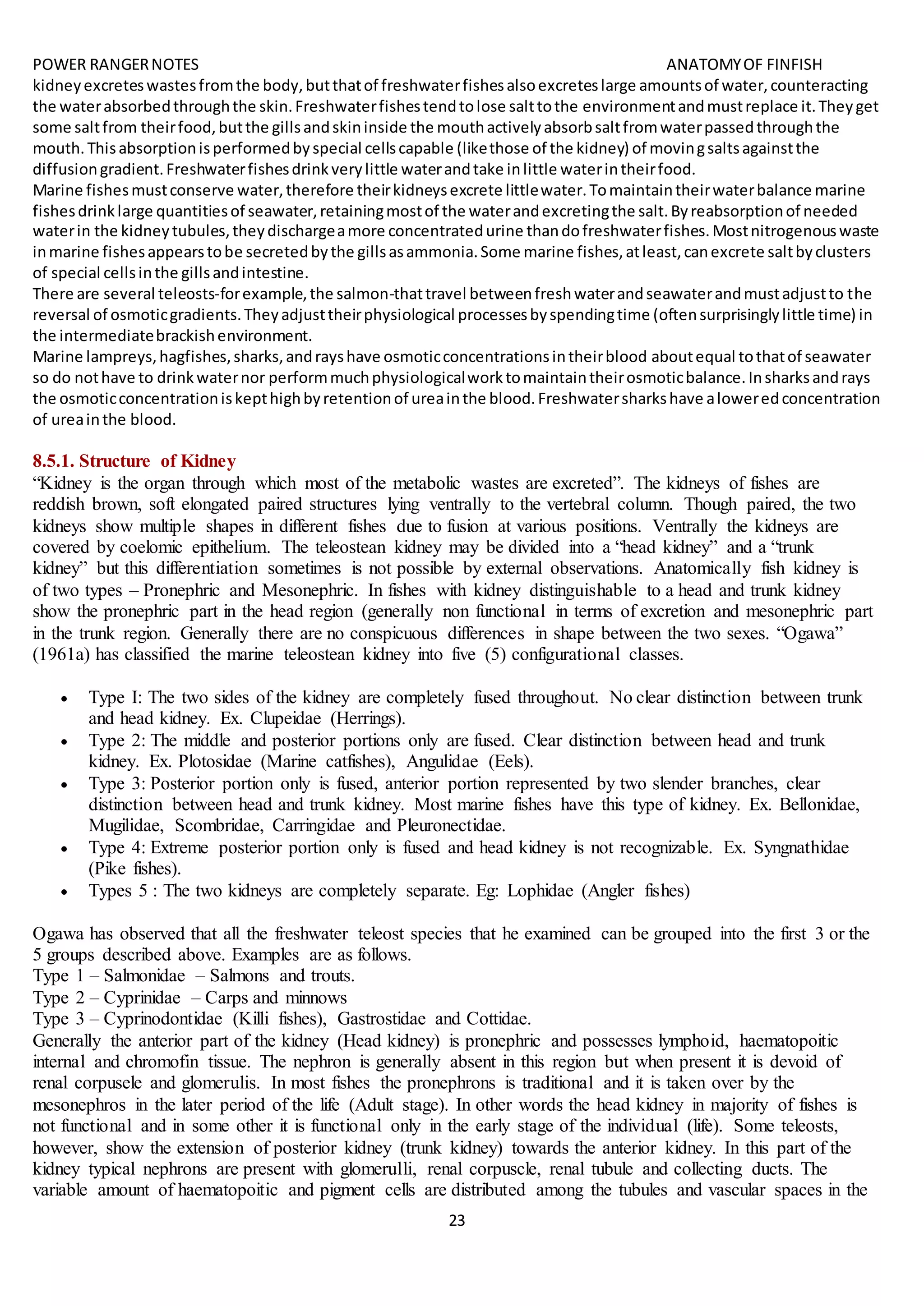 POWER RANGERNOTES ANATOMYOF FINFISH
23
kidneyexcreteswastesfromthe body,butthatof freshwaterfishesalsoexcreteslarge amountsof water,counteracting
the waterabsorbedthroughthe skin.Freshwaterfishestendtolose salttothe environmentandmustreplace it.Theyget
some saltfrom theirfood,butthe gillsandskininside the mouthactivelyabsorbsaltfromwaterpassedthroughthe
mouth.Thisabsorptionisperformedbyspecial cellscapable (likethose of the kidney) of movingsaltsagainstthe
diffusiongradient.Freshwaterfishesdrinkverylittle waterandtake inlittle waterintheirfood.
Marine fishesmustconserve water,therefore theirkidneysexcrete littlewater.Tomaintaintheirwaterbalance marine
fishesdrinklarge quantitiesof seawater,retainingmostof the waterandexcretingthe salt.Byreabsorptionof needed
waterin the kidneytubules,theydischargeamore concentratedurine thandofreshwaterfishes.Mostnitrogenouswaste
inmarine fishesappearstobe secretedbythe gillsasammonia.Some marine fishes,atleast,canexcrete saltbyclusters
of special cellsinthe gillsandintestine.
There are several teleosts-forexample,the salmon-thattravel betweenfreshwaterandseawaterandmustadjustto the
reversal of osmoticgradients.Theyadjusttheirphysiological processesbyspendingtime (oftensurprisinglylittle time) in
the intermediatebrackishenvironment.
Marine lampreys,hagfishes,sharks,andrayshave osmoticconcentrationsintheirblood aboutequal tothatof seawater
so do nothave to drinkwaternor performmuchphysiologicalworktomaintaintheirosmoticbalance.Insharksandrays
the osmoticconcentrationiskepthighbyretentionof ureainthe blood.Freshwatersharkshave aloweredconcentration
of ureainthe blood.
8.5.1. Structure of Kidney
“Kidney is the organ through which most of the metabolic wastes are excreted”. The kidneys of fishes are
reddish brown, soft elongated paired structures lying ventrally to the vertebral column. Though paired, the two
kidneys show multiple shapes in different fishes due to fusion at various positions. Ventrally the kidneys are
covered by coelomic epithelium. The teleostean kidney may be divided into a “head kidney” and a “trunk
kidney” but this differentiation sometimes is not possible by external observations. Anatomically fish kidney is
of two types – Pronephric and Mesonephric. In fishes with kidney distinguishable to a head and trunk kidney
show the pronephric part in the head region (generally non functional in terms of excretion and mesonephric part
in the trunk region. Generally there are no conspicuous differences in shape between the two sexes. “Ogawa”
(1961a) has classified the marine teleostean kidney into five (5) configurational classes.
 Type I: The two sides of the kidney are completely fused throughout. No clear distinction between trunk
and head kidney. Ex. Clupeidae (Herrings).
 Type 2: The middle and posterior portions only are fused. Clear distinction between head and trunk
kidney. Ex. Plotosidae (Marine catfishes), Angulidae (Eels).
 Type 3: Posterior portion only is fused, anterior portion represented by two slender branches, clear
distinction between head and trunk kidney. Most marine fishes have this type of kidney. Ex. Bellonidae,
Mugilidae, Scombridae, Carringidae and Pleuronectidae.
 Type 4: Extreme posterior portion only is fused and head kidney is not recognizable. Ex. Syngnathidae
(Pike fishes).
 Types 5 : The two kidneys are completely separate. Eg: Lophidae (Angler fishes)
Ogawa has observed that all the freshwater teleost species that he examined can be grouped into the first 3 or the
5 groups described above. Examples are as follows.
Type 1 – Salmonidae – Salmons and trouts.
Type 2 – Cyprinidae – Carps and minnows
Type 3 – Cyprinodontidae (Killi fishes), Gastrostidae and Cottidae.
Generally the anterior part of the kidney (Head kidney) is pronephric and possesses lymphoid, haematopoitic
internal and chromofin tissue. The nephron is generally absent in this region but when present it is devoid of
renal corpusele and glomerulis. In most fishes the pronephrons is traditional and it is taken over by the
mesonephros in the later period of the life (Adult stage). In other words the head kidney in majority of fishes is
not functional and in some other it is functional only in the early stage of the individual (life). Some teleosts,
however, show the extension of posterior kidney (trunk kidney) towards the anterior kidney. In this part of the
kidney typical nephrons are present with glomerulli, renal corpuscle, renal tubule and collecting ducts. The
variable amount of haematopoitic and pigment cells are distributed among the tubules and vascular spaces in the
 
