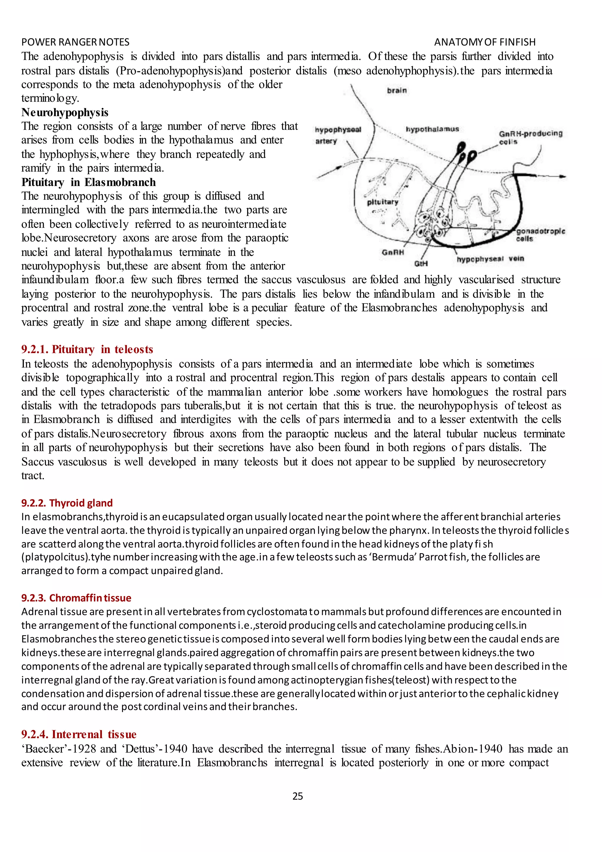 POWER RANGERNOTES ANATOMYOF FINFISH
25
The adenohypophysis is divided into pars distallis and pars intermedia. Of these the parsis further divided into
rostral pars distalis (Pro-adenohypophysis)and posterior distalis (meso adenohyphophysis).the pars intermedia
corresponds to the meta adenohypophysis of the older
terminology.
Neurohypophysis
The region consists of a large number of nerve fibres that
arises from cells bodies in the hypothalamus and enter
the hyphophysis,where they branch repeatedly and
ramify in the pairs intermedia.
Pituitary in Elasmobranch
The neurohypophysis of this group is diffused and
intermingled with the pars intermedia.the two parts are
often been collectively referred to as neurointermediate
lobe.Neurosecretory axons are arose from the paraoptic
nuclei and lateral hypothalamus terminate in the
neurohypophysis but,these are absent from the anterior
infaundibulam floor.a few such fibres termed the saccus vasculosus are folded and highly vascularised structure
laying posterior to the neurohypophysis. The pars distalis lies below the infandibulam and is divisible in the
procentral and rostral zone.the ventral lobe is a peculiar feature of the Elasmobranches adenohypophysis and
varies greatly in size and shape among different species.
9.2.1. Pituitary in teleosts
In teleosts the adenohypophysis consists of a pars intermedia and an intermediate lobe which is sometimes
divisible topographically into a rostral and procentral region.This region of pars destalis appears to contain cell
and the cell types characteristic of the mammalian anterior lobe .some workers have homologues the rostral pars
distalis with the tetradopods pars tuberalis,but it is not certain that this is true. the neurohypophysis of teleost as
in Elasmobranch is diffused and interdigites with the cells of pars intermedia and to a lesser extentwith the cells
of pars distalis.Neurosecretory fibrous axons from the paraoptic nucleus and the lateral tubular nucleus terminate
in all parts of neurohypophysis but their secretions have also been found in both regions of pars distalis. The
Saccus vasculosus is well developed in many teleosts but it does not appear to be supplied by neurosecretory
tract.
9.2.2. Thyroid gland
In elasmobranchs,thyroidisaneucapsulatedorganusuallylocatednearthe pointwhere the afferentbranchial arteries
leave the ventral aorta.the thyroidistypicallyanunpairedorganlyingbelow the pharynx.Inteleoststhe thyroidfollicles
are scatterdalongthe ventral aorta.thyroidfolliclesare oftenfoundinthe headkidneysof the platyfi sh
(platypolcitus).tyhe numberincreasingwiththe age.inafew teleostssuchas‘Bermuda’Parrotfish,the folliclesare
arrangedto form a compact unpairedgland.
9.2.3. Chromaffintissue
Adrenal tissue are presentinall vertebratesfromcyclostomatatomammalsbutprofounddifferencesare encountedin
the arrangementof the functional componentsi.e.,steroidproducingcellsandcatecholamine producingcells.in
Elasmobranchesthe stereogenetictissueiscomposedintoseveral well formbodieslyingbetweenthe caudal endsare
kidneys.theseare interregnal glands.pairedaggregationof chromaffinpairsare presentbetweenkidneys.the two
componentsof the adrenal are typicallyseparatedthroughsmallcellsof chromaffincellsandhave beendescribedinthe
interregnal glandof the ray.Greatvariationisfoundamongactinopterygianfishes(teleost) withrespecttothe
condensationanddispersionof adrenal tissue.these are generallylocatedwithinorjustanteriortothe cephalickidney
and occur aroundthe postcordinal veinsandtheirbranches.
9.2.4. Interrenal tissue
‘Baecker’-1928 and ‘Dettus’-1940 have described the interregnal tissue of many fishes.Abion-1940 has made an
extensive review of the literature.In Elasmobranchs interregnal is located posteriorly in one or more compact
 