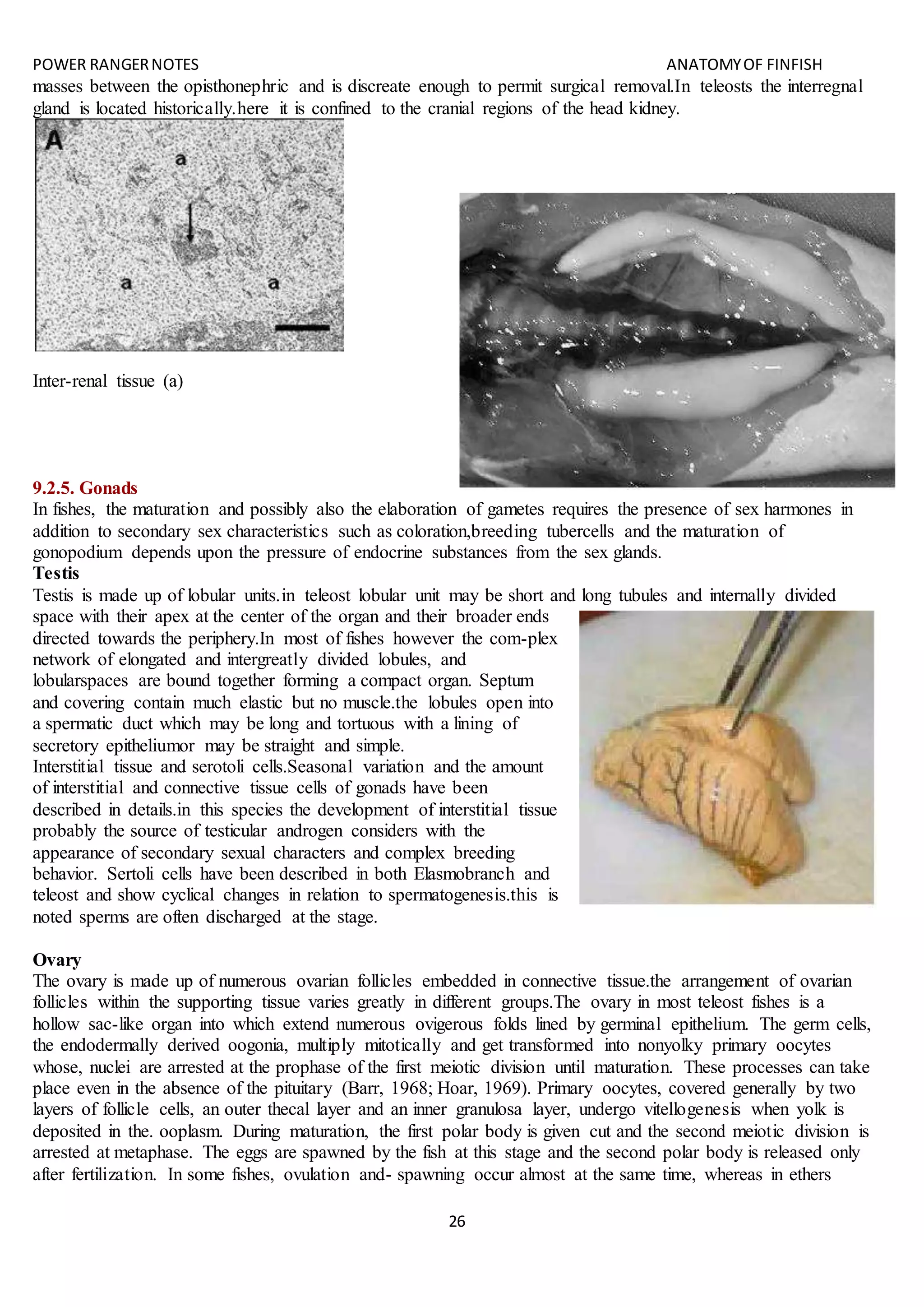 POWER RANGERNOTES ANATOMYOF FINFISH
26
masses between the opisthonephric and is discreate enough to permit surgical removal.In teleosts the interregnal
gland is located historically.here it is confined to the cranial regions of the head kidney.
Inter-renal tissue (a)
9.2.5. Gonads
In fishes, the maturation and possibly also the elaboration of gametes requires the presence of sex harmones in
addition to secondary sex characteristics such as coloration,breeding tubercells and the maturation of
gonopodium depends upon the pressure of endocrine substances from the sex glands.
Testis
Testis is made up of lobular units.in teleost lobular unit may be short and long tubules and internally divided
space with their apex at the center of the organ and their broader ends
directed towards the periphery.In most of fishes however the com-plex
network of elongated and intergreatly divided lobules, and
lobularspaces are bound together forming a compact organ. Septum
and covering contain much elastic but no muscle.the lobules open into
a spermatic duct which may be long and tortuous with a lining of
secretory epitheliumor may be straight and simple.
Interstitial tissue and serotoli cells.Seasonal variation and the amount
of interstitial and connective tissue cells of gonads have been
described in details.in this species the development of interstitial tissue
probably the source of testicular androgen considers with the
appearance of secondary sexual characters and complex breeding
behavior. Sertoli cells have been described in both Elasmobranch and
teleost and show cyclical changes in relation to spermatogenesis.this is
noted sperms are often discharged at the stage.
Ovary
The ovary is made up of numerous ovarian follicles embedded in connective tissue.the arrangement of ovarian
follicles within the supporting tissue varies greatly in different groups.The ovary in most teleost fishes is a
hollow sac-like organ into which extend numerous ovigerous folds lined by germinal epithelium. The germ cells,
the endodermally derived oogonia, multiply mitotically and get transformed into nonyolky primary oocytes
whose, nuclei are arrested at the prophase of the first meiotic division until maturation. These processes can take
place even in the absence of the pituitary (Barr, 1968; Hoar, 1969). Primary oocytes, covered generally by two
layers of follicle cells, an outer thecal layer and an inner granulosa layer, undergo vitellogenesis when yolk is
deposited in the. ooplasm. During maturation, the first polar body is given cut and the second meiotic division is
arrested at metaphase. The eggs are spawned by the fish at this stage and the second polar body is released only
after fertilization. In some fishes, ovulation and- spawning occur almost at the same time, whereas in ethers
 