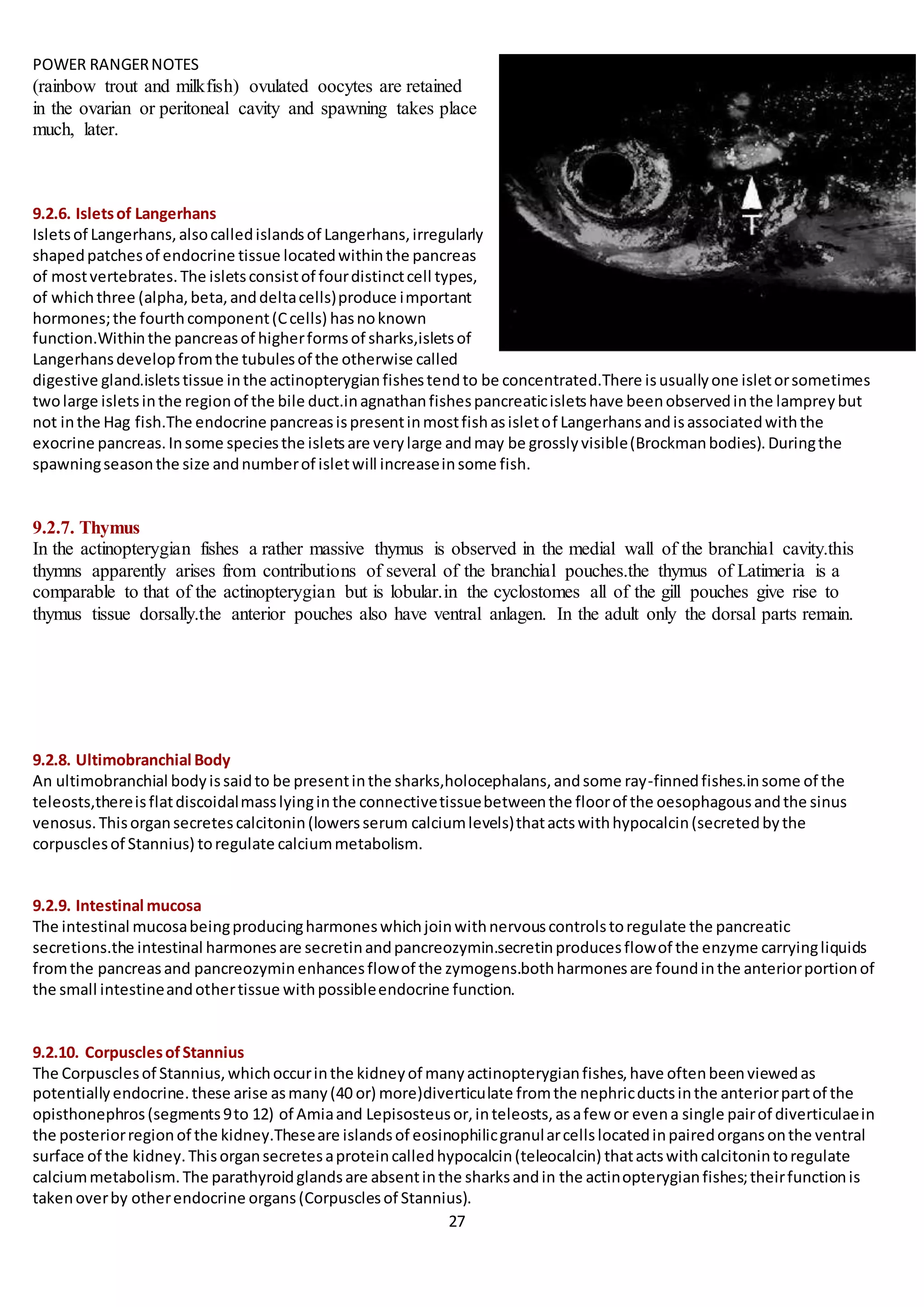 POWER RANGERNOTES ANATOMYOF FINFISH
27
(rainbow trout and milkfish) ovulated oocytes are retained
in the ovarian or peritoneal cavity and spawning takes place
much, later.
9.2.6. Isletsof Langerhans
Isletsof Langerhans,alsocalledislandsof Langerhans,irregularly
shapedpatchesof endocrine tissue locatedwithinthe pancreas
of mostvertebrates.The isletsconsistof fourdistinctcell types,
of whichthree (alpha,beta,anddeltacells)produce important
hormones;the fourthcomponent(Ccells) hasnoknown
function.Withinthe pancreasof higherformsof sharks,isletsof
Langerhansdevelopfromthe tubulesof the otherwise called
digestive gland.isletstissue inthe actinopterygianfishestendto be concentrated.There isusuallyone isletorsometimes
twolarge isletsinthe regionof the bile duct.inagnathanfishespancreaticisletshave beenobservedinthe lampreybut
not inthe Hag fish.The endocrine pancreasispresentinmostfishasisletof Langerhansandisassociatedwiththe
exocrine pancreas.Insome speciesthe isletsare verylarge andmay be grosslyvisible(Brockmanbodies).Duringthe
spawningseasonthe size andnumberof isletwill increaseinsome fish.
9.2.7. Thymus
In the actinopterygian fishes a rather massive thymus is observed in the medial wall of the branchial cavity.this
thymns apparently arises from contributions of several of the branchial pouches.the thymus of Latimeria is a
comparable to that of the actinopterygian but is lobular.in the cyclostomes all of the gill pouches give rise to
thymus tissue dorsally.the anterior pouches also have ventral anlagen. In the adult only the dorsal parts remain.
9.2.8. Ultimobranchial Body
An ultimobranchial bodyissaidto be presentinthe sharks,holocephalans,andsome ray-finnedfishes.insome of the
teleosts,thereisflatdiscoidalmasslyinginthe connectivetissuebetweenthe floorof the oesophagousandthe sinus
venosus.Thisorgansecretescalcitonin(lowersserum calciumlevels)thatactswithhypocalcin(secretedbythe
corpusclesof Stannius) toregulate calciummetabolism.
9.2.9. Intestinal mucosa
The intestinal mucosabeingproducingharmoneswhichjoinwithnervouscontrolstoregulate the pancreatic
secretions.the intestinal harmonesare secretinandpancreozymin.secretinproducesflowof the enzyme carryingliquids
fromthe pancreasand pancreozyminenhancesflowof the zymogens.bothharmonesare foundinthe anteriorportionof
the small intestineandothertissue withpossibleendocrine function.
9.2.10. CorpusclesofStannius
The Corpusclesof Stannius,whichoccurinthe kidneyof manyactinopterygianfishes,have oftenbeenviewedas
potentiallyendocrine.these arise asmany(40 or) more)diverticulate fromthe nephricductsinthe anteriorpartof the
opisthonephros(segments9to 12) of Amiaand Lepisosteusor,inteleosts,asafew or evena single pairof diverticulaein
the posteriorregionof the kidney.Theseare islandsof eosinophilicgranularcellslocatedinpairedorgansonthe ventral
surface of the kidney.Thisorgansecretesaproteincalledhypocalcin(teleocalcin) thatactswithcalcitonintoregulate
calciummetabolism.The parathyroidglandsare absentinthe sharksandin the actinopterygianfishes;theirfunctionis
takenoverby otherendocrine organs(Corpusclesof Stannius).
 