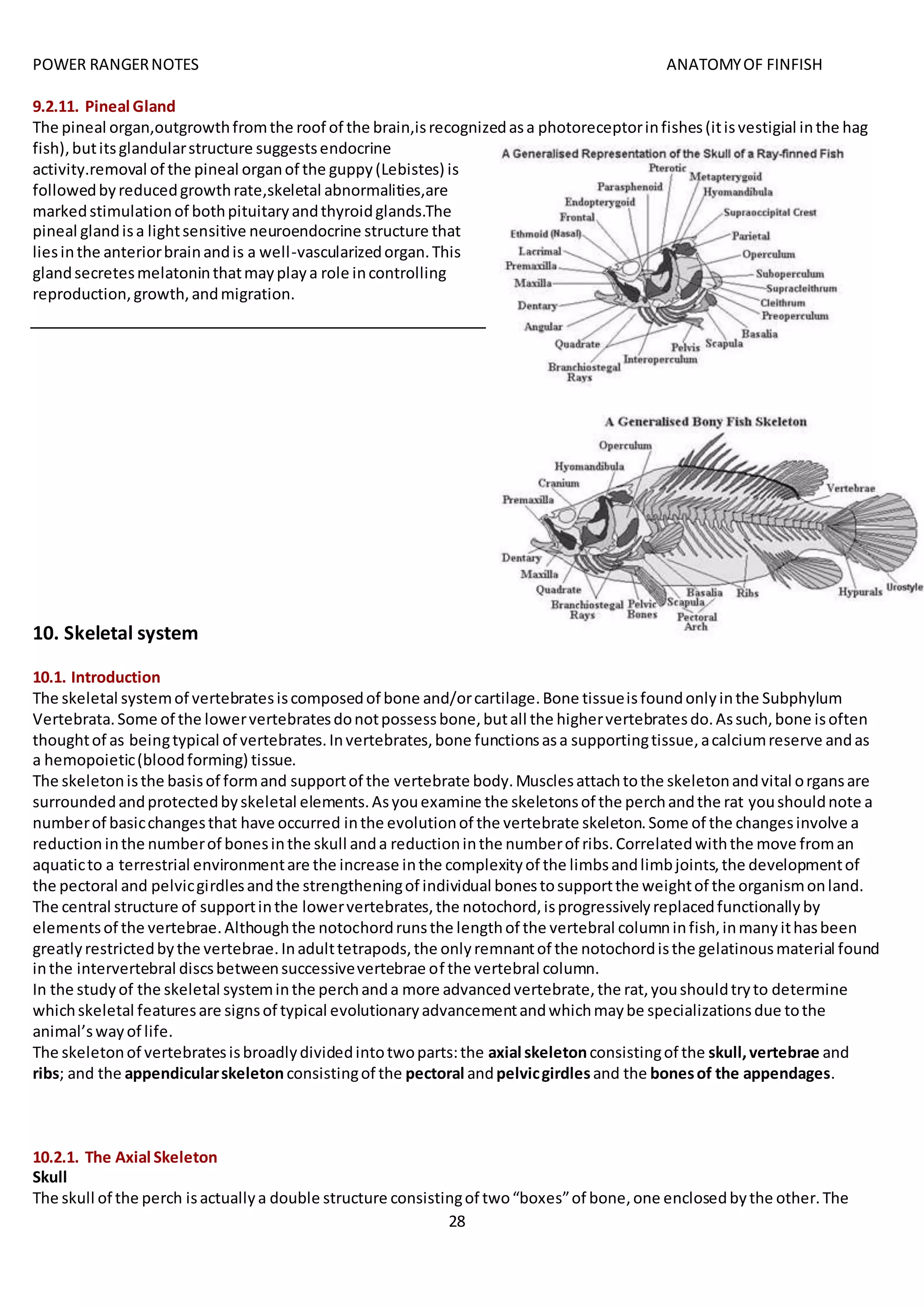POWER RANGERNOTES ANATOMYOF FINFISH
28
9.2.11. Pineal Gland
The pineal organ,outgrowthfromthe roof of the brain,isrecognizedasa photoreceptorinfishes(itisvestigial inthe hag
fish),butitsglandularstructure suggestsendocrine
activity.removal of the pineal organof the guppy(Lebistes) is
followedbyreducedgrowthrate,skeletal abnormalities,are
markedstimulationof bothpituitaryandthyroidglands.The
pineal glandisa lightsensitive neuroendocrine structure that
liesinthe anteriorbrainandis a well-vascularizedorgan.This
glandsecretesmelatoninthatmayplaya role incontrolling
reproduction,growth,andmigration.
10. Skeletal system
10.1. Introduction
The skeletal systemof vertebratesiscomposedof bone and/orcartilage.Bone tissueisfoundonlyinthe Subphylum
Vertebrata.Some of the lowervertebratesdonotpossessbone,butall the highervertebratesdo.Assuch,bone isoften
thoughtof as beingtypical of vertebrates.Invertebrates,bone functionsasa supportingtissue,acalciumreserve andas
a hemopoietic(bloodforming) tissue.
The skeletonisthe basisof formand supportof the vertebrate body.Musclesattachtothe skeletonandvital organsare
surroundedandprotectedbyskeletal elements.Asyouexamine the skeletonsof the perchandthe rat youshouldnote a
numberof basicchangesthat have occurred inthe evolutionof the vertebrate skeleton.Some of the changesinvolve a
reduction inthe numberof bonesinthe skull anda reductioninthe numberof ribs.Correlatedwiththe move froman
aquaticto a terrestrial environmentare the increase inthe complexityof the limbsandlimbjoints,the developmentof
the pectoral and pelvicgirdlesandthe strengtheningof individual bonestosupportthe weightof the organismonland.
The central structure of supportinthe lowervertebrates,the notochord,isprogressivelyreplacedfunctionallyby
elementsof the vertebrae.Althoughthe notochordrunsthe lengthof the vertebral columninfish,inmanyithasbeen
greatlyrestrictedbythe vertebrae.Inadulttetrapods,the onlyremnantof the notochordisthe gelatinousmaterial found
inthe intervertebral discsbetweensuccessivevertebrae of the vertebral column.
In the studyof the skeletal systeminthe perchanda more advancedvertebrate,the rat,youshouldtryto determine
whichskeletal featuresare signsof typical evolutionaryadvancementandwhichmaybe specializationsdue tothe
animal’swayof life.
The skeletonof vertebratesisbroadlydividedintotwoparts:the axial skeletonconsistingof the skull,vertebrae and
ribs; and the appendicularskeletonconsistingof the pectoral andpelvicgirdlesand the bonesof the appendages.
10.2.1. The Axial Skeleton
Skull
The skull of the perch isactuallya double structure consistingof two“boxes”of bone,one enclosedbythe other.The
 