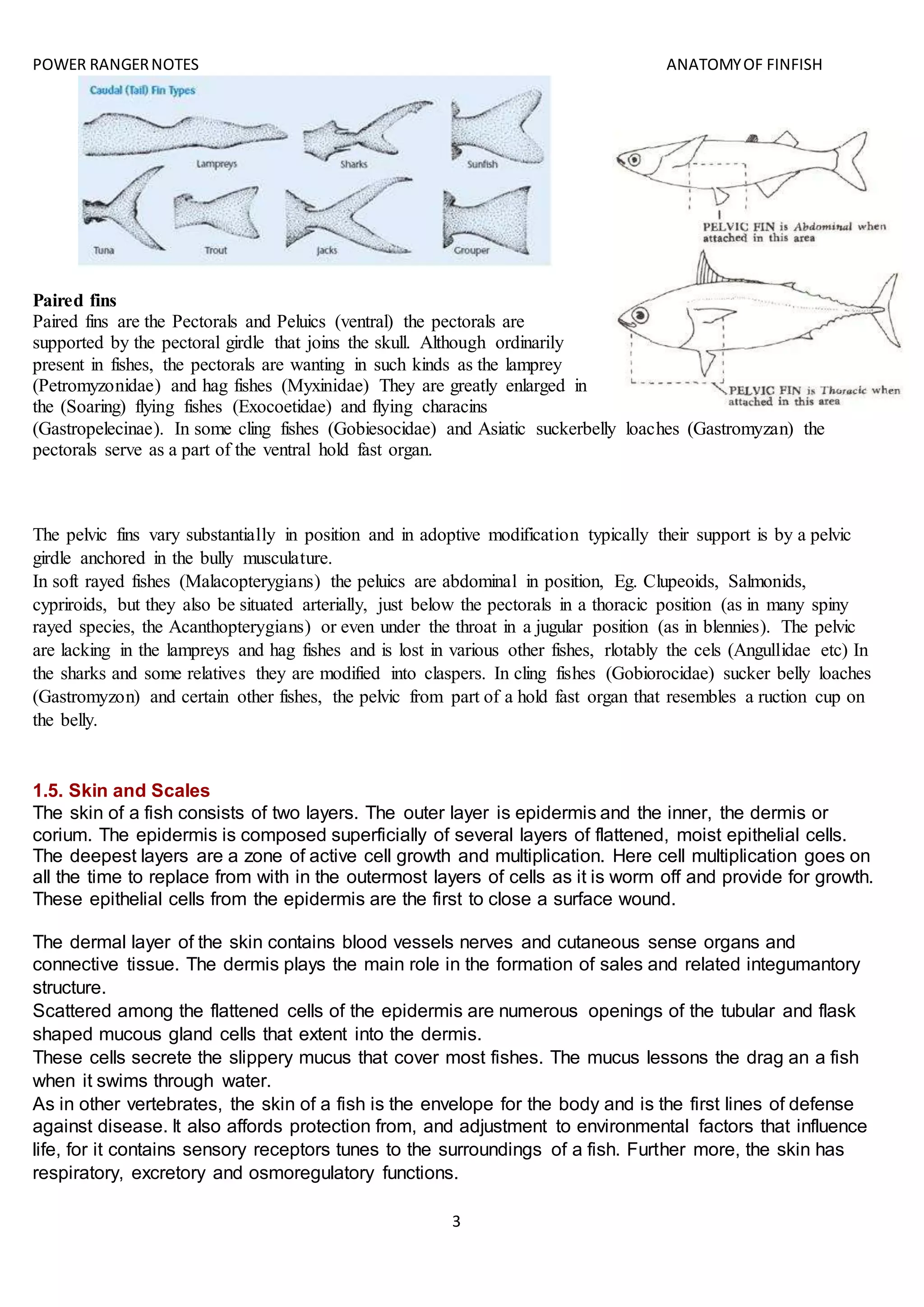 POWER RANGERNOTES ANATOMYOF FINFISH
3
Paired fins
Paired fins are the Pectorals and Peluics (ventral) the pectorals are
supported by the pectoral girdle that joins the skull. Although ordinarily
present in fishes, the pectorals are wanting in such kinds as the lamprey
(Petromyzonidae) and hag fishes (Myxinidae) They are greatly enlarged in
the (Soaring) flying fishes (Exocoetidae) and flying characins
(Gastropelecinae). In some cling fishes (Gobiesocidae) and Asiatic suckerbelly loaches (Gastromyzan) the
pectorals serve as a part of the ventral hold fast organ.
The pelvic fins vary substantially in position and in adoptive modification typically their support is by a pelvic
girdle anchored in the bully musculature.
In soft rayed fishes (Malacopterygians) the peluics are abdominal in position, Eg. Clupeoids, Salmonids,
cypriroids, but they also be situated arterially, just below the pectorals in a thoracic position (as in many spiny
rayed species, the Acanthopterygians) or even under the throat in a jugular position (as in blennies). The pelvic
are lacking in the lampreys and hag fishes and is lost in various other fishes, rlotably the cels (Angullidae etc) In
the sharks and some relatives they are modified into claspers. In cling fishes (Gobiorocidae) sucker belly loaches
(Gastromyzon) and certain other fishes, the pelvic from part of a hold fast organ that resembles a ruction cup on
the belly.
1.5. Skin and Scales
The skin of a fish consists of two layers. The outer layer is epidermis and the inner, the dermis or
corium. The epidermis is composed superficially of several layers of flattened, moist epithelial cells.
The deepest layers are a zone of active cell growth and multiplication. Here cell multiplication goes on
all the time to replace from with in the outermost layers of cells as it is worm off and provide for growth.
These epithelial cells from the epidermis are the first to close a surface wound.
The dermal layer of the skin contains blood vessels nerves and cutaneous sense organs and
connective tissue. The dermis plays the main role in the formation of sales and related integumantory
structure.
Scattered among the flattened cells of the epidermis are numerous openings of the tubular and flask
shaped mucous gland cells that extent into the dermis.
These cells secrete the slippery mucus that cover most fishes. The mucus lessons the drag an a fish
when it swims through water.
As in other vertebrates, the skin of a fish is the envelope for the body and is the first lines of defense
against disease. It also affords protection from, and adjustment to environmental factors that influence
life, for it contains sensory receptors tunes to the surroundings of a fish. Further more, the skin has
respiratory, excretory and osmoregulatory functions.
 