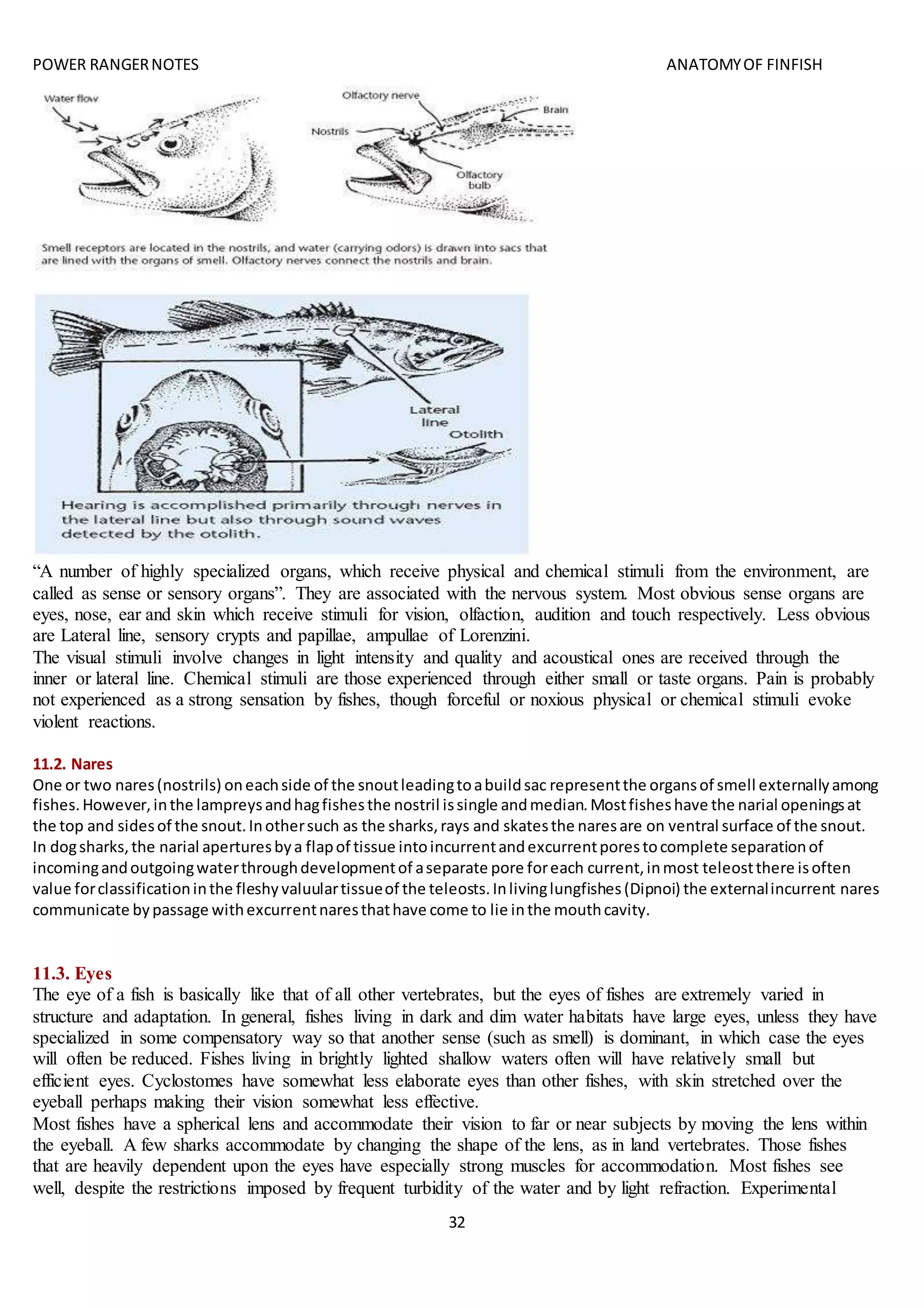 POWER RANGERNOTES ANATOMYOF FINFISH
32
“A number of highly specialized organs, which receive physical and chemical stimuli from the environment, are
called as sense or sensory organs”. They are associated with the nervous system. Most obvious sense organs are
eyes, nose, ear and skin which receive stimuli for vision, olfaction, audition and touch respectively. Less obvious
are Lateral line, sensory crypts and papillae, ampullae of Lorenzini.
The visual stimuli involve changes in light intensity and quality and acoustical ones are received through the
inner or lateral line. Chemical stimuli are those experienced through either small or taste organs. Pain is probably
not experienced as a strong sensation by fishes, though forceful or noxious physical or chemical stimuli evoke
violent reactions.
11.2. Nares
One or two nares(nostrils) oneachside of the snoutleadingtoabuildsac representthe organsof smell externallyamong
fishes.However,inthe lampreysandhagfishesthe nostril issingle andmedian.Mostfisheshave the narial openingsat
the top and sidesof the snout.Inothersuch as the sharks,rays and skatesthe naresare on ventral surface of the snout.
In dogsharks,the narial aperturesbya flapof tissue intoincurrentandexcurrentporestocomplete separationof
incomingandoutgoingwaterthroughdevelopmentof aseparate pore foreach current,inmost teleostthere isoften
value forclassificationinthe fleshyvaluulartissueof the teleosts.Inlivinglungfishes(Dipnoi) the externalincurrent nares
communicate bypassage withexcurrentnaresthathave come to lie inthe mouthcavity.
11.3. Eyes
The eye of a fish is basically like that of all other vertebrates, but the eyes of fishes are extremely varied in
structure and adaptation. In general, fishes living in dark and dim water habitats have large eyes, unless they have
specialized in some compensatory way so that another sense (such as smell) is dominant, in which case the eyes
will often be reduced. Fishes living in brightly lighted shallow waters often will have relatively small but
efficient eyes. Cyclostomes have somewhat less elaborate eyes than other fishes, with skin stretched over the
eyeball perhaps making their vision somewhat less effective.
Most fishes have a spherical lens and accommodate their vision to far or near subjects by moving the lens within
the eyeball. A few sharks accommodate by changing the shape of the lens, as in land vertebrates. Those fishes
that are heavily dependent upon the eyes have especially strong muscles for accommodation. Most fishes see
well, despite the restrictions imposed by frequent turbidity of the water and by light refraction. Experimental
 