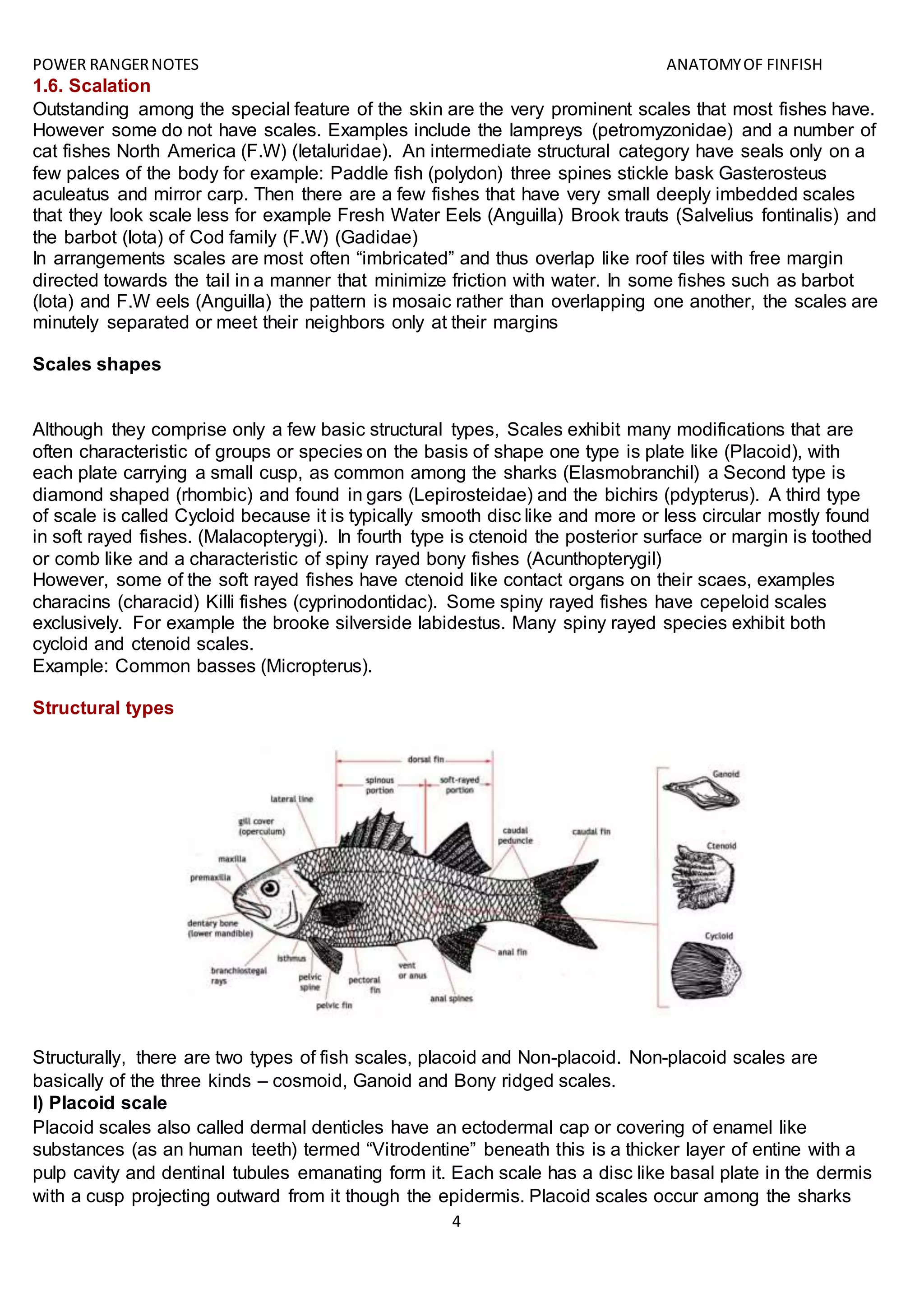 POWER RANGERNOTES ANATOMYOF FINFISH
4
1.6. Scalation
Outstanding among the special feature of the skin are the very prominent scales that most fishes have.
However some do not have scales. Examples include the lampreys (petromyzonidae) and a number of
cat fishes North America (F.W) (Ietaluridae). An intermediate structural category have seals only on a
few palces of the body for example: Paddle fish (polydon) three spines stickle bask Gasterosteus
aculeatus and mirror carp. Then there are a few fishes that have very small deeply imbedded scales
that they look scale less for example Fresh Water Eels (Anguilla) Brook trauts (Salvelius fontinalis) and
the barbot (lota) of Cod family (F.W) (Gadidae)
In arrangements scales are most often “imbricated” and thus overlap like roof tiles with free margin
directed towards the tail in a manner that minimize friction with water. In some fishes such as barbot
(lota) and F.W eels (Anguilla) the pattern is mosaic rather than overlapping one another, the scales are
minutely separated or meet their neighbors only at their margins
Scales shapes
Although they comprise only a few basic structural types, Scales exhibit many modifications that are
often characteristic of groups or species on the basis of shape one type is plate like (Placoid), with
each plate carrying a small cusp, as common among the sharks (Elasmobranchil) a Second type is
diamond shaped (rhombic) and found in gars (Lepirosteidae) and the bichirs (pdypterus). A third type
of scale is called Cycloid because it is typically smooth disc like and more or less circular mostly found
in soft rayed fishes. (Malacopterygi). In fourth type is ctenoid the posterior surface or margin is toothed
or comb like and a characteristic of spiny rayed bony fishes (Acunthopterygil)
However, some of the soft rayed fishes have ctenoid like contact organs on their scaes, examples
characins (characid) Killi fishes (cyprinodontidac). Some spiny rayed fishes have cepeloid scales
exclusively. For example the brooke silverside labidestus. Many spiny rayed species exhibit both
cycloid and ctenoid scales.
Example: Common basses (Micropterus).
Structural types
Structurally, there are two types of fish scales, placoid and Non-placoid. Non-placoid scales are
basically of the three kinds – cosmoid, Ganoid and Bony ridged scales.
I) Placoid scale
Placoid scales also called dermal denticles have an ectodermal cap or covering of enamel like
substances (as an human teeth) termed “Vitrodentine” beneath this is a thicker layer of entine with a
pulp cavity and dentinal tubules emanating form it. Each scale has a disc like basal plate in the dermis
with a cusp projecting outward from it though the epidermis. Placoid scales occur among the sharks
 