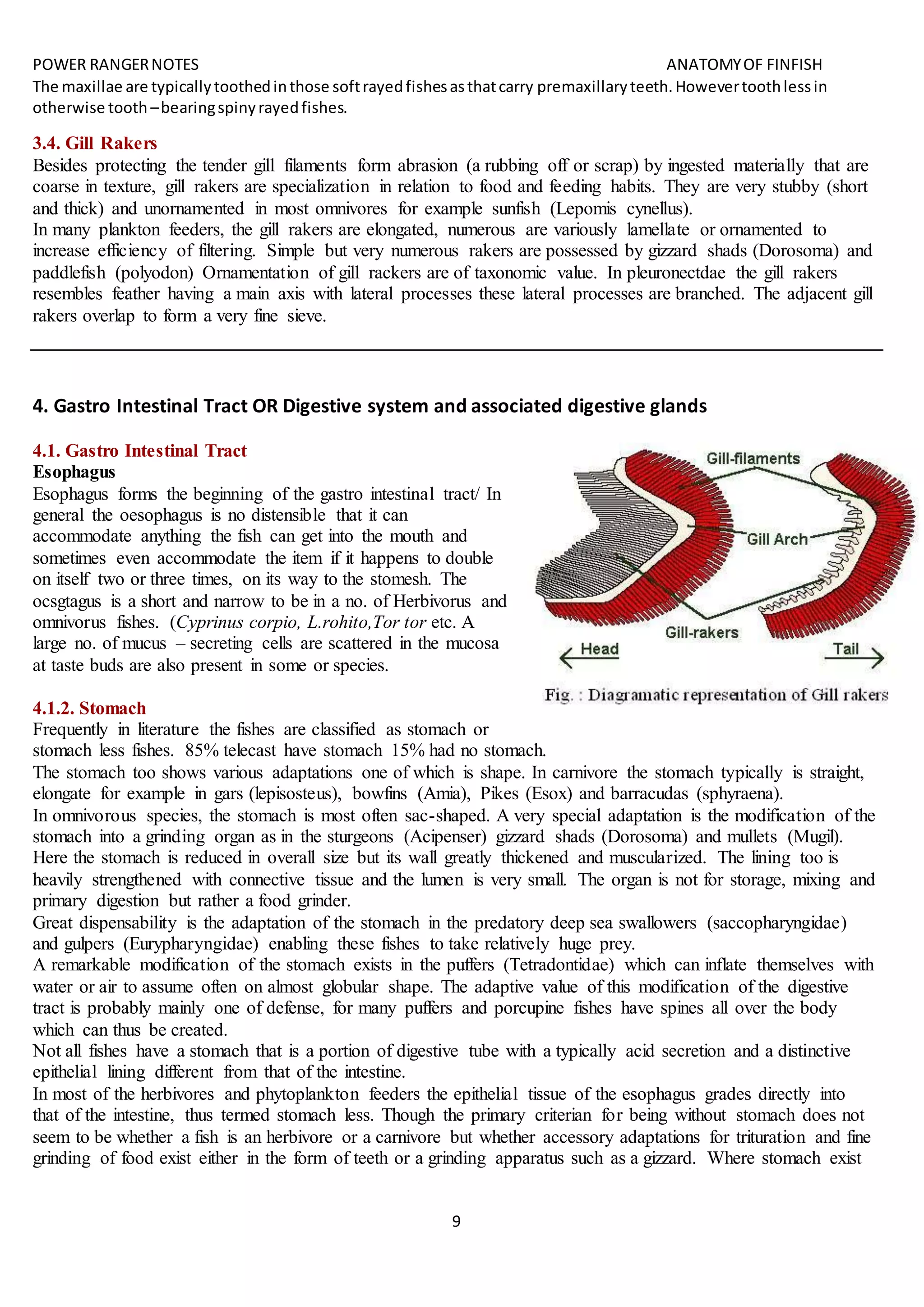POWER RANGERNOTES ANATOMYOF FINFISH
9
The maxillae are typicallytoothedinthose softrayedfishesasthatcarry premaxillaryteeth.Howevertoothlessin
otherwise tooth –bearingspinyrayedfishes.
3.4. Gill Rakers
Besides protecting the tender gill filaments form abrasion (a rubbing off or scrap) by ingested materially that are
coarse in texture, gill rakers are specialization in relation to food and feeding habits. They are very stubby (short
and thick) and unornamented in most omnivores for example sunfish (Lepomis cynellus).
In many plankton feeders, the gill rakers are elongated, numerous are variously lamellate or ornamented to
increase efficiency of filtering. Simple but very numerous rakers are possessed by gizzard shads (Dorosoma) and
paddlefish (polyodon) Ornamentation of gill rackers are of taxonomic value. In pleuronectdae the gill rakers
resembles feather having a main axis with lateral processes these lateral processes are branched. The adjacent gill
rakers overlap to form a very fine sieve.
4. Gastro Intestinal Tract OR Digestive system and associated digestive glands
4.1. Gastro Intestinal Tract
Esophagus
Esophagus forms the beginning of the gastro intestinal tract/ In
general the oesophagus is no distensible that it can
accommodate anything the fish can get into the mouth and
sometimes even accommodate the item if it happens to double
on itself two or three times, on its way to the stomesh. The
ocsgtagus is a short and narrow to be in a no. of Herbivorus and
omnivorus fishes. (Cyprinus corpio, L.rohito,Tor tor etc. A
large no. of mucus – secreting cells are scattered in the mucosa
at taste buds are also present in some or species.
4.1.2. Stomach
Frequently in literature the fishes are classified as stomach or
stomach less fishes. 85% telecast have stomach 15% had no stomach.
The stomach too shows various adaptations one of which is shape. In carnivore the stomach typically is straight,
elongate for example in gars (lepisosteus), bowfins (Amia), Pikes (Esox) and barracudas (sphyraena).
In omnivorous species, the stomach is most often sac-shaped. A very special adaptation is the modification of the
stomach into a grinding organ as in the sturgeons (Acipenser) gizzard shads (Dorosoma) and mullets (Mugil).
Here the stomach is reduced in overall size but its wall greatly thickened and muscularized. The lining too is
heavily strengthened with connective tissue and the lumen is very small. The organ is not for storage, mixing and
primary digestion but rather a food grinder.
Great dispensability is the adaptation of the stomach in the predatory deep sea swallowers (saccopharyngidae)
and gulpers (Eurypharyngidae) enabling these fishes to take relatively huge prey.
A remarkable modification of the stomach exists in the puffers (Tetradontidae) which can inflate themselves with
water or air to assume often on almost globular shape. The adaptive value of this modification of the digestive
tract is probably mainly one of defense, for many puffers and porcupine fishes have spines all over the body
which can thus be created.
Not all fishes have a stomach that is a portion of digestive tube with a typically acid secretion and a distinctive
epithelial lining different from that of the intestine.
In most of the herbivores and phytoplankton feeders the epithelial tissue of the esophagus grades directly into
that of the intestine, thus termed stomach less. Though the primary criterian for being without stomach does not
seem to be whether a fish is an herbivore or a carnivore but whether accessory adaptations for trituration and fine
grinding of food exist either in the form of teeth or a grinding apparatus such as a gizzard. Where stomach exist
 