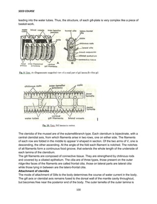 SEED COURSE
100
leading into the water tubes. Thus, the structure, of each gill-plate is very complex like a piece of
basket-work.
The ctenidia of the mussel are of the eulamellibranch type. Each ctenidium is bipectinate, with a
central ctenidial axis, from which filaments arise in two rows, one on either side. The filaments
of each row are folded in the middle to appear V-shaped in section. Of the two arms of V, one is
descending, the other ascending. At the angle of the fold each filament is notched. The notches
of all filaments form a continuous food groove, that extends the whole length of the underside of
each lamina of the ctenidium.
The gill filaments are composed of connective tissue. They are strengthend by chitinous rods
and covered by a ciliated epithelium. The cilia are of three types, those present on the outer
ridge-like faces of the filaments are called frontal cilia, those on lateral parts are lateral cilia
while those lying in between are the latero-frontal cilia.
Attachment of ctenidia
The mode of attachment of Sills to the body determines the course of water current in the body.
The gill axis or ctenidial axis remains fused to the dorsal wall of the mantle cavity throughout,
but becomes free near the posterior end of the body. The outer lamella of the outer lamina is
 