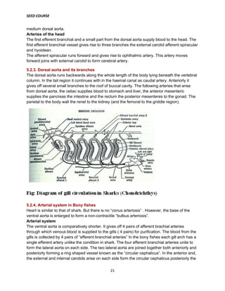 SEED COURSE
21
medium dorsal aorta.
Arteries of the head
The first efferent branchial and a small part from the dorsal aorta supply blood to the head. The
first efferent branchial vessel gives rise to three branches the external carotid afferent spiracular
and hyoidean.
The afferent spiracular runs forward and gives rise to ophthalmic artery. This artery moves
forward joins with external carotid to form cerebral artery.
5.2.3. Dorsal aorta and its branches
The dorsal aorta runs backwards along the whole length of the body lying beneath the vertebral
column. In the tail region it continues with in the haemal canal as caudal artery. Anteriorly it
gives off several small branches to the roof of buccal cavity. The following arteries that arise
from dorsal aorta, the celiac supplies blood to stomach and liver, the anterior mesenteric
supplies the pancreas the intestine and the rectum the posterior mesenteres to the gonad. The
parietal to the body wall the renel to the kidney (and the femoral to the griddle region).
5.2.4. Arterial system in Bony fishes
Heart is similar to that of shark. But there is no “conus arteriosis” . However, the base of the
ventral aorta is enlarged to form a non-contractile “bulbus arteriosis”.
Arterial system
The ventral aorta is comparatively shorter. It gives off 4 pairs of afferent brachial arteries
through which venous blood is supplied to the gills ( 4 pairs) for purification. The blood from the
gills is collected by 4 pairs of “efferent branchial arteries” In the bony fishes each gill arch has a
single efferent artery unlike the condition in shark. The four efferent branchial arteries unite to
form the lateral aorta on each side. The two lateral aorta are joined together both anteriorly and
posteriorly forming a ring shaped vessel known as the “circular cephalicus”. In the anterior end,
the external and internal carotids arise on each side form the circular cephalicus posteriorly the
 