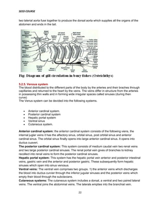 SEED COURSE
22
two laterial aorta fuse together to produce the dorsal aorta which supplies all the organs of the
abdomen and ends in the tail.
5.2.5. Venous system
The blood distributed to the different parts of the body by the arteries and their braches through
capillaries and returned to the heart by the veins. The veins differ in structure from the arteries
in possessing thin walls and in forming wide irregular spaces called sinuses (during then
curve)
The Venus system can be devided into the following systems.
 Anterior cardinal system.
 Posterior cardinal system
 Hepatic portal system
 Ventral sinus
 Cutaneous system.
Anterior cardinal system: the anterior cardinal system consists of the following viens, the
internal juglar veins it has the alfactory sinus, orbital sinus, post orbital sinus and anterior
cardinal sinus. The orbital sinus finally opens into large anterior cardinal sinus. It opens into
ductus cuaveri.
The posterior cardinal system: This system consists of medium caudal vein two renal veins
and two large posterior cardinal sinuses. The renal portal vein gives of branches to kidney
recollect into renal veins to form the posterior cardinal sinuses.
Hepatic portal system: This system has the hepatic portal vein anterior and posterior intestinal
veins, gastric vein and the anterior and posterior gastric. These subsequently form hepatic
sinuses which open into sinus venosus.
Ventral veins: The ventral vein comprises two groups. 1) the anterior veins which discharges
the blood into ductus curvier through the inferior jugular sinuses and the posterior veins which
empty their blood through the subclavians.
Cutaneous systems: The cutaneous system includes a dorsal, a ventral and two paired lateral
veins. The ventral joins the abdominal veins. The laterals empties into the branchial vein.
 
