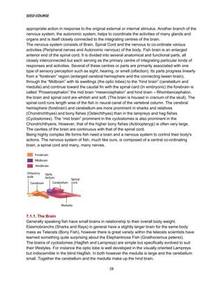 SEED COURSE
28
appropriate action in response to the original external or internal stimulus. Another branch of the
nervous system, the autonomic system, helps to coordinate the activities of many glands and
organs and is itself closely connected to the integrating centres of the brain.
The nervous system consists of Brain, Spinal Cord and the nervous to co-ordinate various
activities (Peripheral nerves and Autonomic nervous) of the body. Fish brain is an enlarged
anterior end of the spinal cord. It is divided into several anatomical and functional parts, all
closely interconnected but each serving as the primary centre of integrating particular kinds of
responses and activities. Several of these centres or parts are primarily associated with one
type of sensory perception such as sight, hearing, or smell (olfaction). Its parts progress linearly
from a “forebrain” region (enlarged cerebral hemisphere and the connecting tween brain),
through the “Midbrain” with its swellings (the optic lobes) to the “hind brain” (cerebellum and
medulla) and continue toward the caudal fin with the spinal card (In embryonic) the forebrain is
called “Prosencephalon” the mid brain “mesencephalon” and hind brain – Rhombencephalon,
the brain and spinal cord are whitish and soft. (The brain is housed in cranium of the skull). The
spinal cord runs length wise of the fish in neural canal of the vertebral column. The cerebral
hemisphere (forebrain) and cerebellum are more prominent in sharks and relatives
(Chondrichthyes) and bony fishes (Osteichthyes) than in the lampreys and hag fishes
(Cyclostomes). The “mid brain” prominent in the cyclostomes is also prominent in the
Chondrichthyens. However, that of the higher bony fishes (Actinopterygi) is often very large.
The cavities of the brain are continuous with that of the spinal cord.
Being highly complex life forms fish need a brain and a nervous system to control their body's
actions. The nervous system of fish, much like ours, is composed of a central co-ordinating
brain, a spinal cord and many, many nerves.
7.1.1. The Brain
Generally speaking fish have small brains in relationship to their overall body weight.
Elasmobranchs (Sharks and Rays) in general have a slightly larger brain for the same body
mass as Teleosts (Bony Fish), however there is great variety within the teleosts scientists have
learned something quite surprising about the Elephantnose Fish (Gnathonemus petersii).
The brains of cyclostomes (Hagfish and Lampreys) are simple but specifically evolved to suit
their lifestyles. For instance the optic lobe is well developed in the visually oriented Lampreys
but indiscernible in the blind Hagfish. In both however the medulla is large and the cerebellum
small. Together the cerebellum and the medulla make up the hind brain.
 