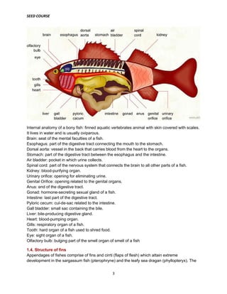 SEED COURSE
3
Internal anatomy of a bony fish: finned aquatic vertebrates animal with skin covered with scales.
It lives in water and is usually oviparous.
Brain: seat of the mental faculties of a fish.
Esophagus: part of the digestive tract connecting the mouth to the stomach.
Dorsal aorta: vessel in the back that carries blood from the heart to the organs.
Stomach: part of the digestive tract between the esophagus and the intestine.
Air bladder: pocket in which urine collects.
Spinal cord: part of the nervous system that connects the brain to all other parts of a fish.
Kidney: blood-purifying organ.
Urinary orifice: opening for eliminating urine.
Genital Orifice: opening related to the genital organs.
Anus: end of the digestive tract.
Gonad: hormone-secreting sexual gland of a fish.
Intestine: last part of the digestive tract.
Pyloric cecum: cul-de-sac related to the intestine.
Gall bladder: small sac containing the bile.
Liver: bile-producing digestive gland.
Heart: blood-pumping organ.
Gills: respiratory organ of a fish.
Tooth: hard organ of a fish used to shred food.
Eye: sight organ of a fish.
Olfactory bulb: bulging part of the smell organ of smell of a fish
1.4. Structure of fins
Appendages of fishes comprise of fins and cirrti (flaps of flesh) which attain extreme
development in the sargassum fish (pterophryne) and the leafy sea dragan (phyllopteryx). The
 
