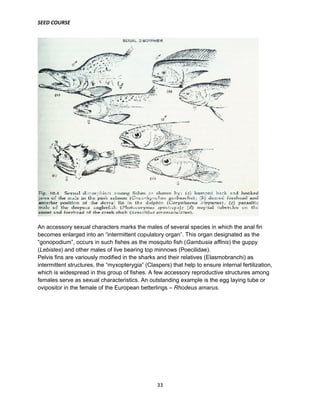 SEED COURSE
33
An accessory sexual characters marks the males of several species in which the anal fin
becomes enlarged into an “intermittent copulatory organ”. This organ designated as the
“gonopodium”, occurs in such fishes as the mosquito fish (Gambusia affinis) the guppy
(Lebistes) and other males of live bearing top minnows (Poecilidae).
Pelvis fins are variously modified in the sharks and their relatives (Elasmobranchi) as
intermittent structures, the “myxopterygia” (Claspers) that help to ensure internal fertilization,
which is widespread in this group of fishes. A few accessory reproductive structures among
females serve as sexual characteristics. An outstanding example is the egg laying tube or
ovipositor in the female of the European betterlings – Rhodeus amarus.
 