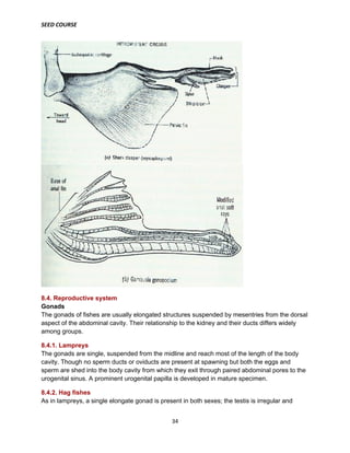 SEED COURSE
34
8.4. Reproductive system
Gonads
The gonads of fishes are usually elongated structures suspended by mesentries from the dorsal
aspect of the abdominal cavity. Their relationship to the kidney and their ducts differs widely
among groups.
8.4.1. Lampreys
The gonads are single, suspended from the midline and reach most of the length of the body
cavity. Though no sperm ducts or oviducts are present at spawning but both the eggs and
sperm are shed into the body cavity from which they exit through paired abdominal pores to the
urogenital sinus. A prominent urogenital papilla is developed in mature specimen.
8.4.2. Hag fishes
As in lampreys, a single elongate gonad is present in both sexes; the testis is irregular and
 