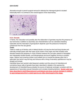 SEED COURSE
41
discreate enough to permit surgical removal.In teleosts the interregnal gland is located
historically.here it is confined to the cranial regions of the head kidney.
9.2.5. Gonads
In fishes, the maturation and possibly also the elaboration of gametes requires the presence of
sex harmones in addition to secondary sex characteristics such as coloration,breeding
tubercells and the maturation of gonopodium depends upon the pressure of endocrine
substances from the sex glands.
Testis
Testis is made up of lobular units.in teleost lobular unit may be short and long tubules and
internally divided space with their apex at the center of the organ and their broader ends
directed towards the periphery.In most of fishes however the com-plex network of elongated
and intergreatly divided lobules, and lobularspaces are bound together forming a compact
organ. Septum and covering contain much elastic but no muscle.the lobules open into a
spermatic duct which may be long and tortuous with a lining of secretory epitheliumor may be
straight and simple.
Interstitial tissue and serotoli cells.Seasonal variation and the amount of interstitial and
connective tissue cells of gonads have been described in details.in this species the
development of interstitial tissue probably the source of testicular androgen considers with the
appearance of secondary sexual characters and complex breeding behavior. Sertoli cells have
been described in both Elasmobranch and teleost and show cyclical changes in relation
to spermatogenesis.this is noted sperms are often discharged at the stage.
 