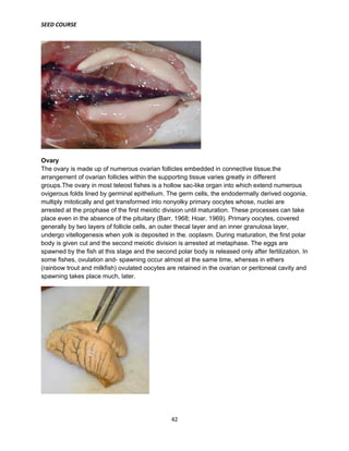 SEED COURSE
42
Ovary
The ovary is made up of numerous ovarian follicles embedded in connective tissue.the
arrangement of ovarian follicles within the supporting tissue varies greatly in different
groups.The ovary in most teleost fishes is a hollow sac-like organ into which extend numerous
ovigerous folds lined by germinal epithelium. The germ cells, the endodermally derived oogonia,
multiply mitotically and get transformed into nonyolky primary oocytes whose, nuclei are
arrested at the prophase of the first meiotic division until maturation. These processes can take
place even in the absence of the pituitary (Barr, 1968; Hoar, 1969). Primary oocytes, covered
generally by two layers of follicle cells, an outer thecal layer and an inner granulosa layer,
undergo vitellogenesis when yolk is deposited in the. ooplasm. During maturation, the first polar
body is given cut and the second meiotic division is arrested at metaphase. The eggs are
spawned by the fish at this stage and the second polar body is released only after fertilization. In
some fishes, ovulation and- spawning occur almost at the same time, whereas in ethers
(rainbow trout and milkfish) ovulated oocytes are retained in the ovarian or peritoneal cavity and
spawning takes place much, later.
 