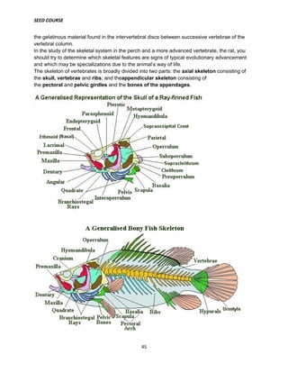 SEED COURSE
45
the gelatinous material found in the intervertebral discs between successive vertebrae of the
vertebral column.
In the study of the skeletal system in the perch and a more advanced vertebrate, the rat, you
should try to determine which skeletal features are signs of typical evolutionary advancement
and which may be specializations due to the animal’s way of life.
The skeleton of vertebrates is broadly divided into two parts: the axial skeleton consisting of
the skull, vertebrae and ribs; and theappendicular skeleton consisting of
the pectoral and pelvic girdles and the bones of the appendages.
 