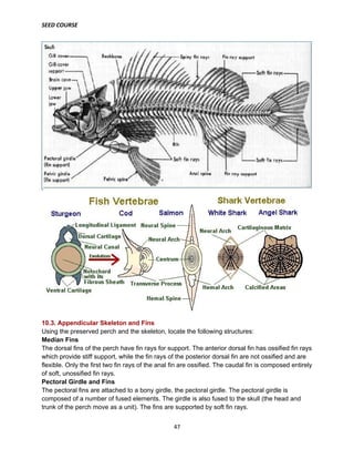 SEED COURSE
47
10.3. Appendicular Skeleton and Fins
Using the preserved perch and the skeleton, locate the following structures:
Median Fins
The dorsal fins of the perch have fin rays for support. The anterior dorsal fin has ossified fin rays
which provide stiff support, while the fin rays of the posterior dorsal fin are not ossified and are
flexible. Only the first two fin rays of the anal fin are ossified. The caudal fin is composed entirely
of soft, unossified fin rays.
Pectoral Girdle and Fins
The pectoral fins are attached to a bony girdle, the pectoral girdle. The pectoral girdle is
composed of a number of fused elements. The girdle is also fused to the skull (the head and
trunk of the perch move as a unit). The fins are supported by soft fin rays.
 