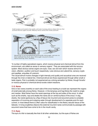 SEED COURSE
50
“A number of highly specialized organs, which receive physical and chemical stimuli from the
environment, are called as sense or sensory organs”. They are associated with the nervous
system. Most obvious sense organs are eyes, nose, ear and skin which receive stimuli for
vision, olfaction, audition and touch respectively. Less obvious are Lateral line, sensory crypts
and papillae, ampullae of Lorenzini.
The visual stimuli involve changes in light intensity and quality and acoustical ones are received
through the inner or lateral line. Chemical stimuli are those experienced through either small or
taste organs. Pain is probably not experienced as a strong sensation by fishes, though forceful
or noxious physical or chemical stimuli evoke violent reactions.
11.2. Nares
One or two nares (nostrils) on each side of the snout leading to a build sac represent the organs
of smell externally among fishes. However, in the lampreys and hag fishes the nostril is single
and median. Most fishes have the narial openings at the top and sides of the snout. In other
such as the sharks, rays and skates the nares are on ventral surface of the snout. In dog
sharks, the narial apertures by a flap of tissue into incurrent and excurrent pores to complete
separation of incoming and outgoing water through development of a separate pore for each
current, in most teleost there is often value for classification in the fleshy valuular tissue of the
teleosts. In living lungfishes (Dipnoi) the external incurrent nares communicate by passage with
excurrent nares that have come to lie in the mouth cavity.
11.3. Eyes
The eye of a fish is basically like that of all other vertebrates, but the eyes of fishes are
 