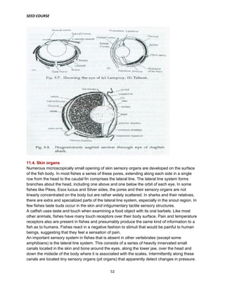 SEED COURSE
52
11.4. Skin organs
Numerous microscopically small opening of skin sensory organs are developed on the surface
of the fish body. In most fishes a series of these pores, extending along each side in a single
row from the head to the caudal fin comprises the lateral line. The lateral line system forms
branches about the head, including one above and one below the orbit of each eye. In some
fishes like Pikes, Esox lucius and Silver sides, the pores and their sensory organs are not
linearly concentrated on the body but are rather widely scattered. In sharks and their relatives,
there are extra and specialized parts of the lateral line system, especially in the snout region. In
few fishes taste buds occur in the skin and intigumentary tactile sensory structures.
A catfish uses taste and touch when examining a food object with its oral barbels. Like most
other animals, fishes have many touch receptors over their body surface. Pain and temperature
receptors also are present in fishes and presumably produce the same kind of information to a
fish as to humans. Fishes react in a negative fashion to stimuli that would be painful to human
beings, suggesting that they feel a sensation of pain.
An important sensory system in fishes that is absent in other vertebrates (except some
amphibians) is the lateral line system. This consists of a series of heavily innervated small
canals located in the skin and bone around the eyes, along the lower jaw, over the head and
down the midside of the body where it is associated with the scales. Intermittently along these
canals are located tiny sensory organs (pit organs) that apparently detect changes in pressure.
 