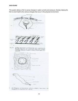 SEED COURSE
53
The system allows a fish to sense changes in water currents and pressure, thereby helping the
fish to orient itself to the various changes that occur in the physical environment.
 